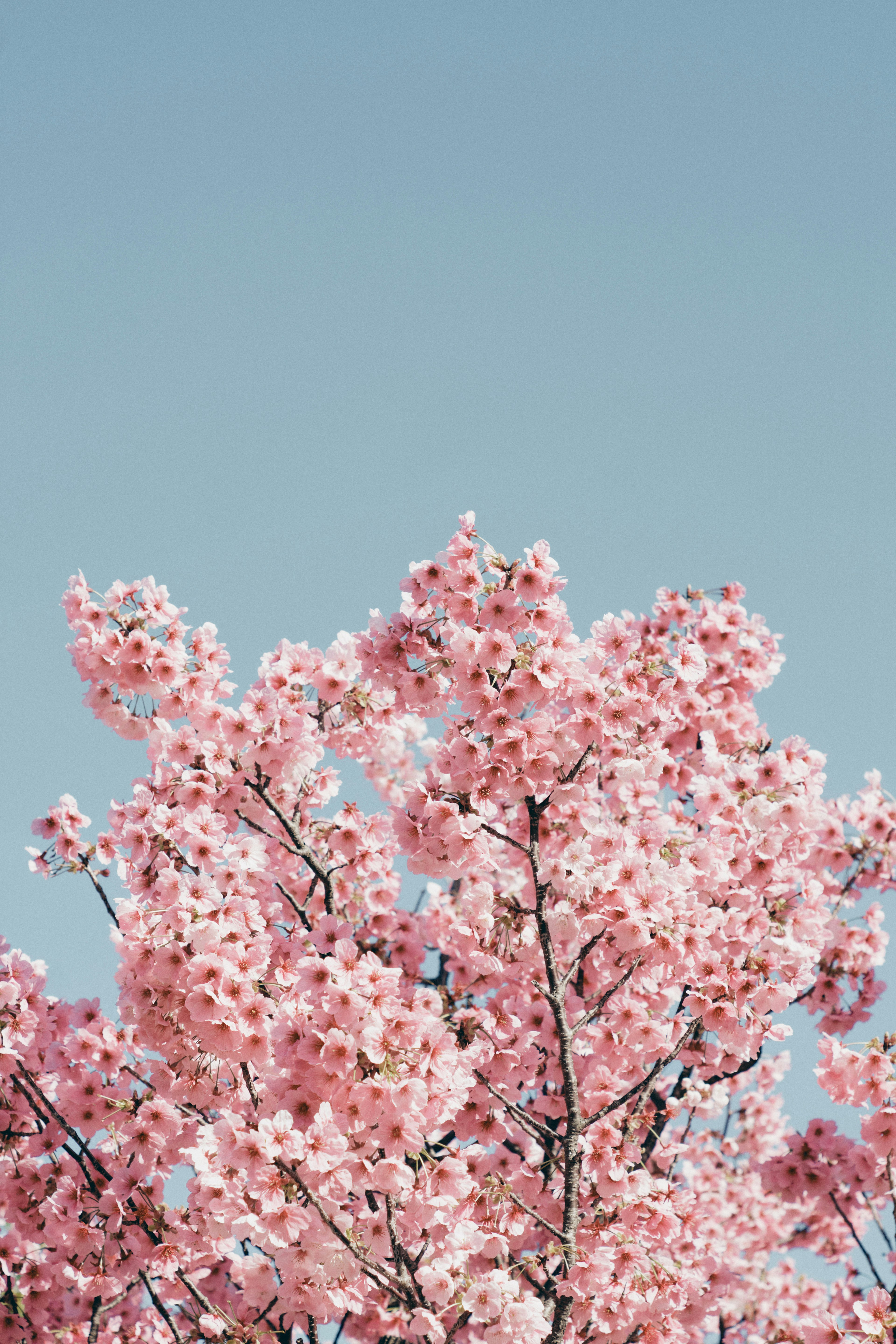 Blossoming cherry tree under a clear blue sky