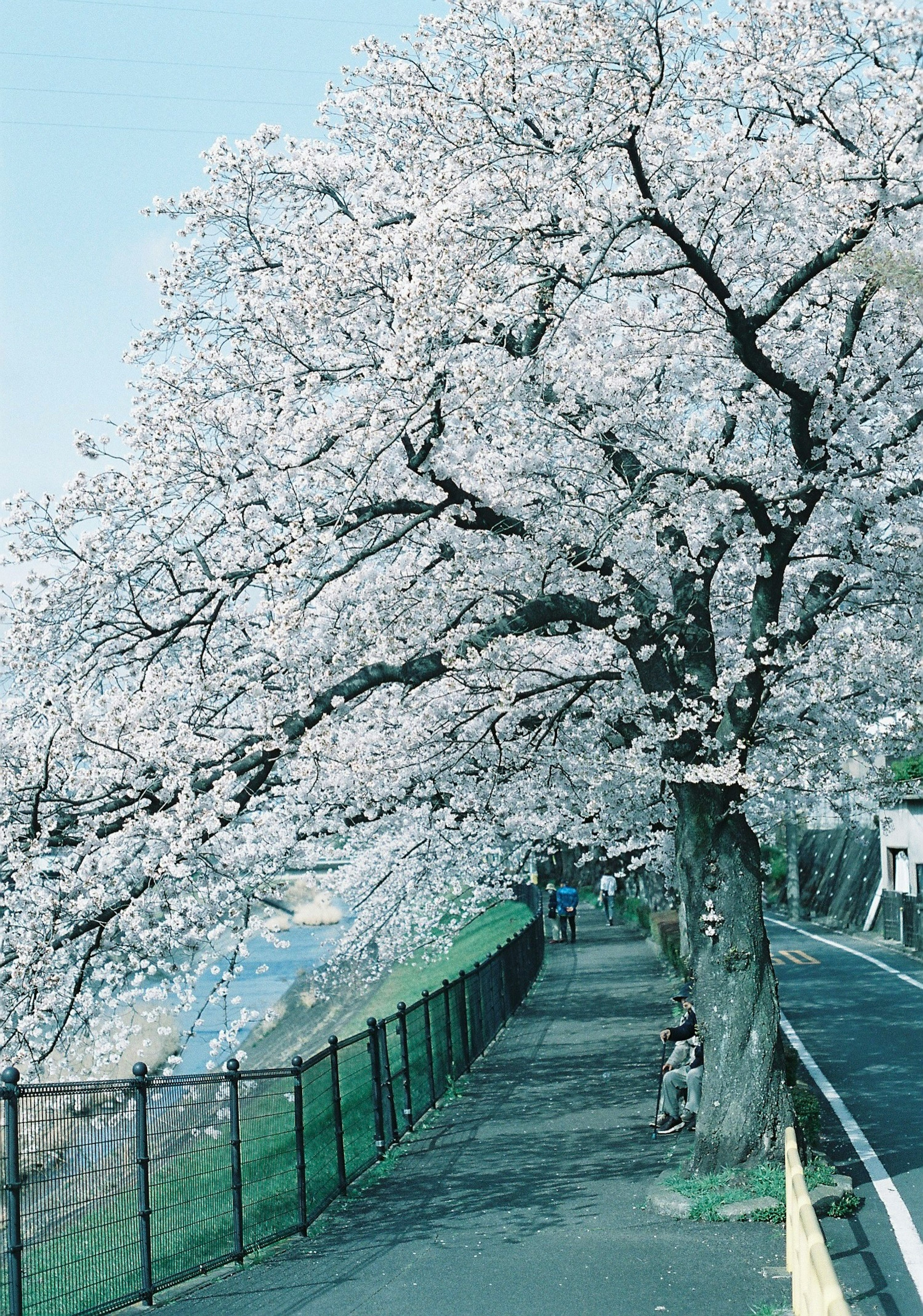 桜の木が咲いている道沿いの風景