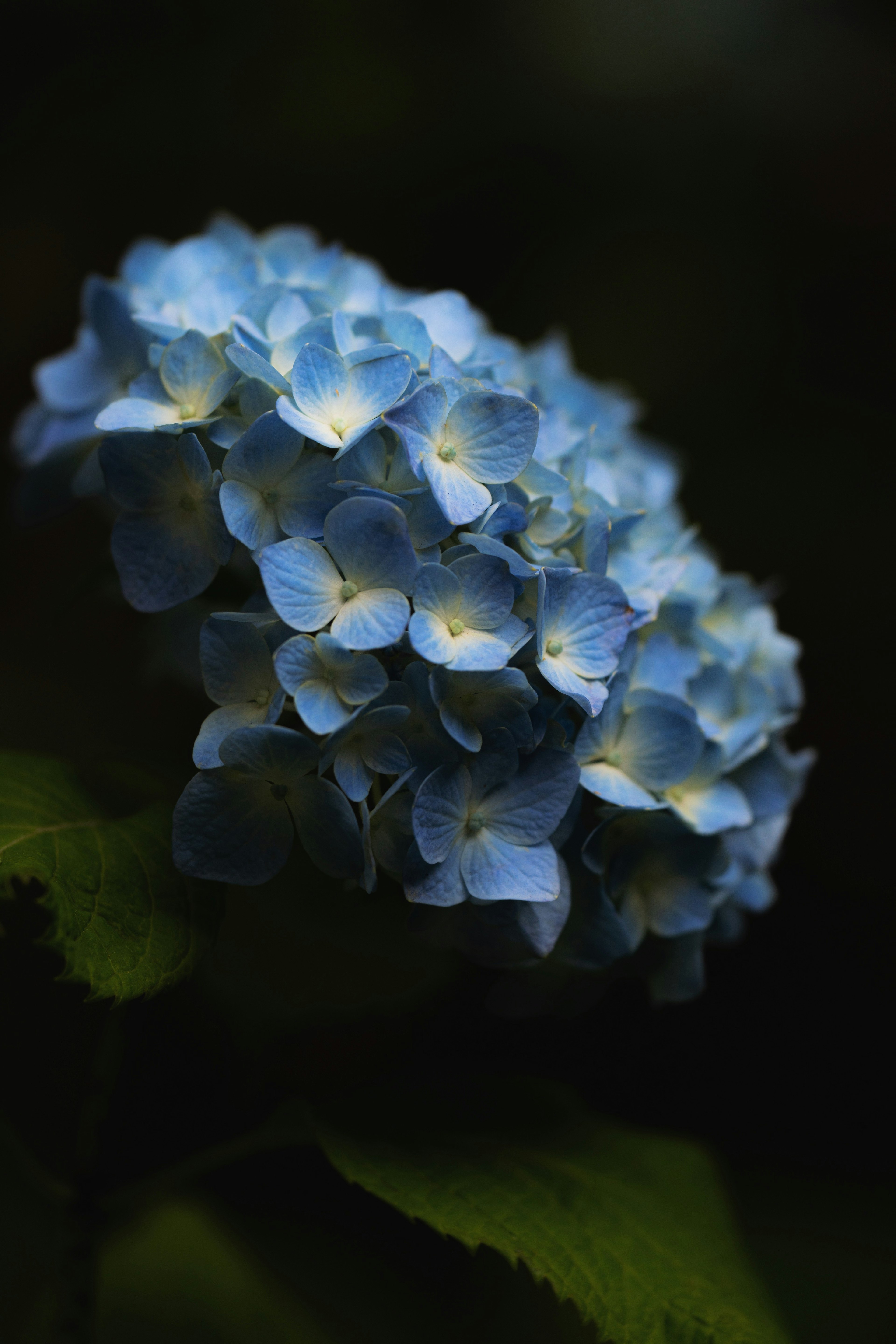 Un grupo de flores de hortensia azul pálido iluminadas contra un fondo oscuro