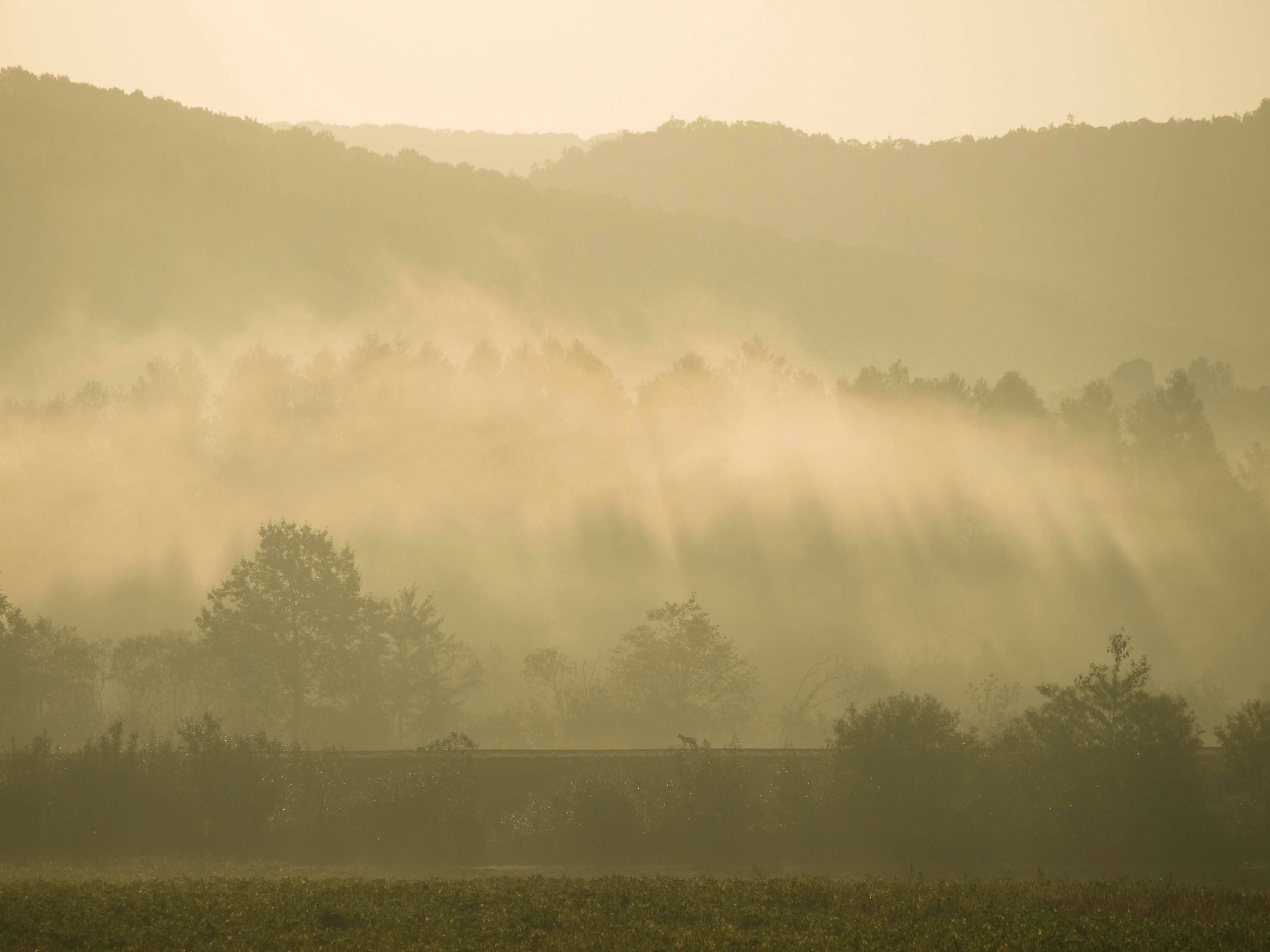 Paesaggio maestoso di montagne e alberi avvolti nella nebbia