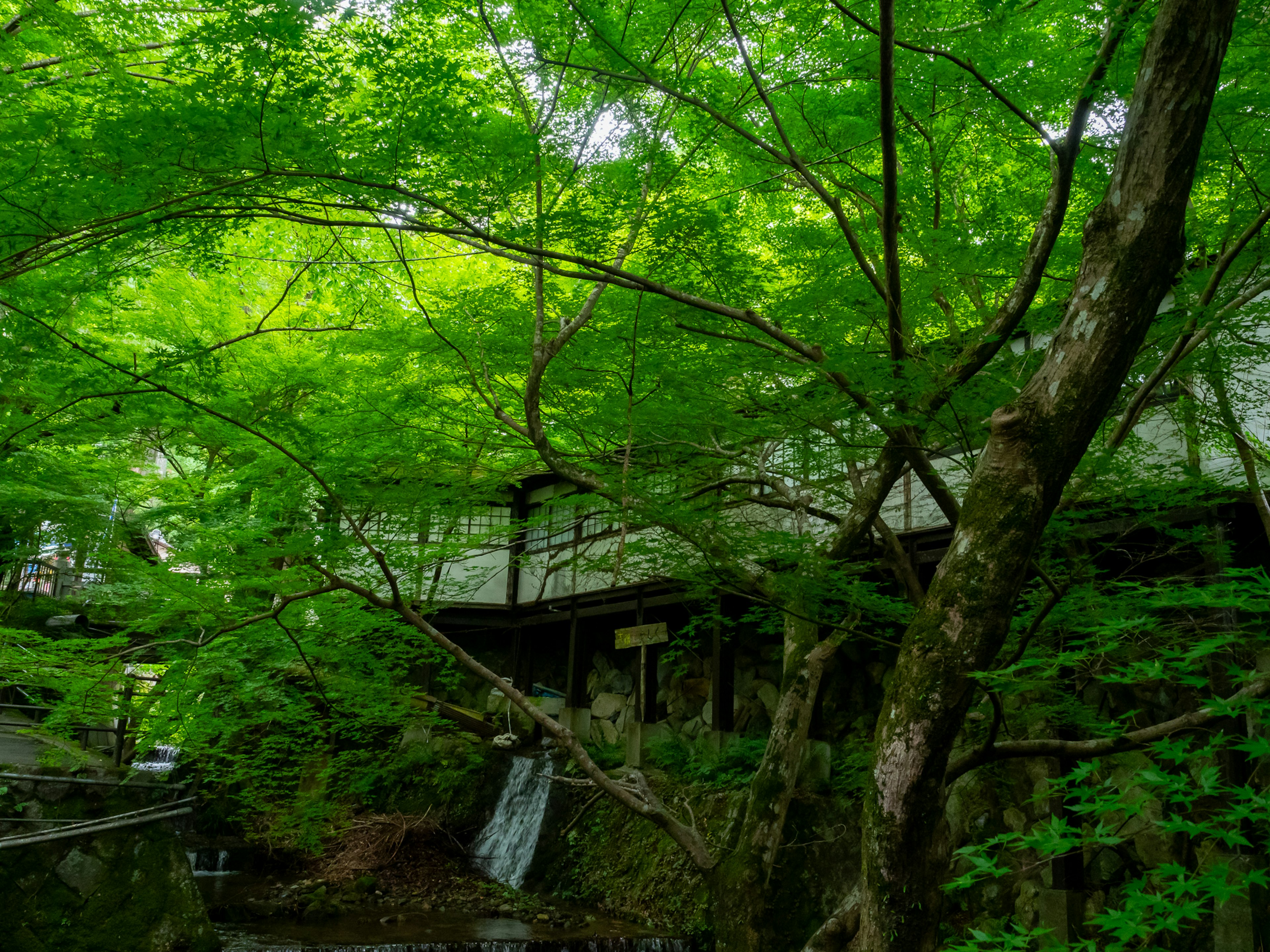 被郁郁葱葱的绿色树木环绕的古老建筑的风景