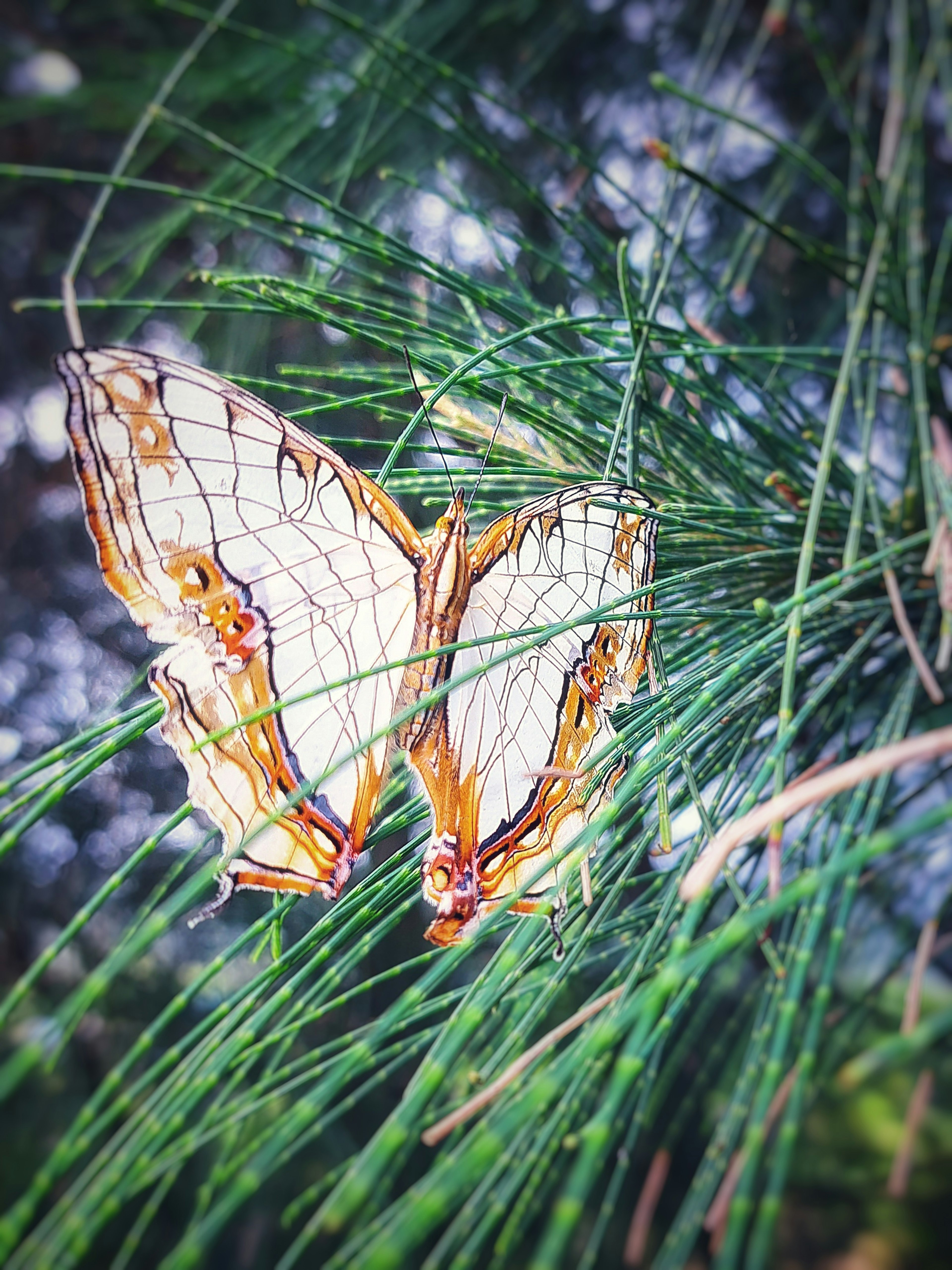 Un beau papillon se reposant parmi l'herbe verte