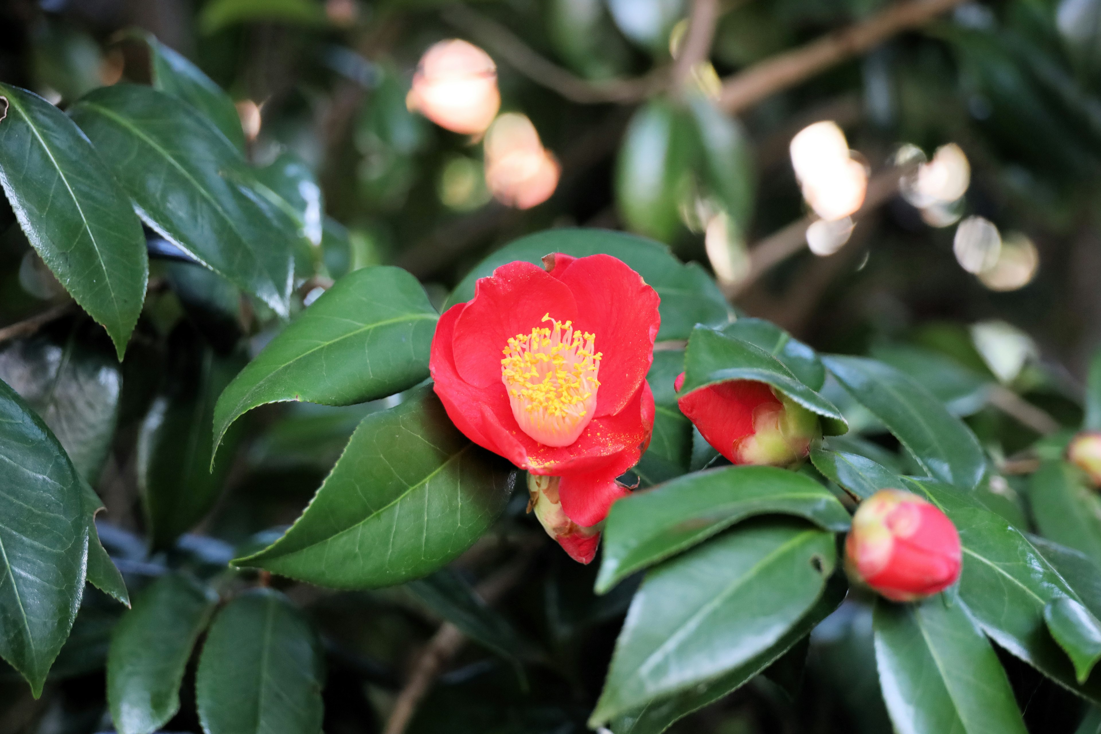 Vibrant red camellia flower with green leaves