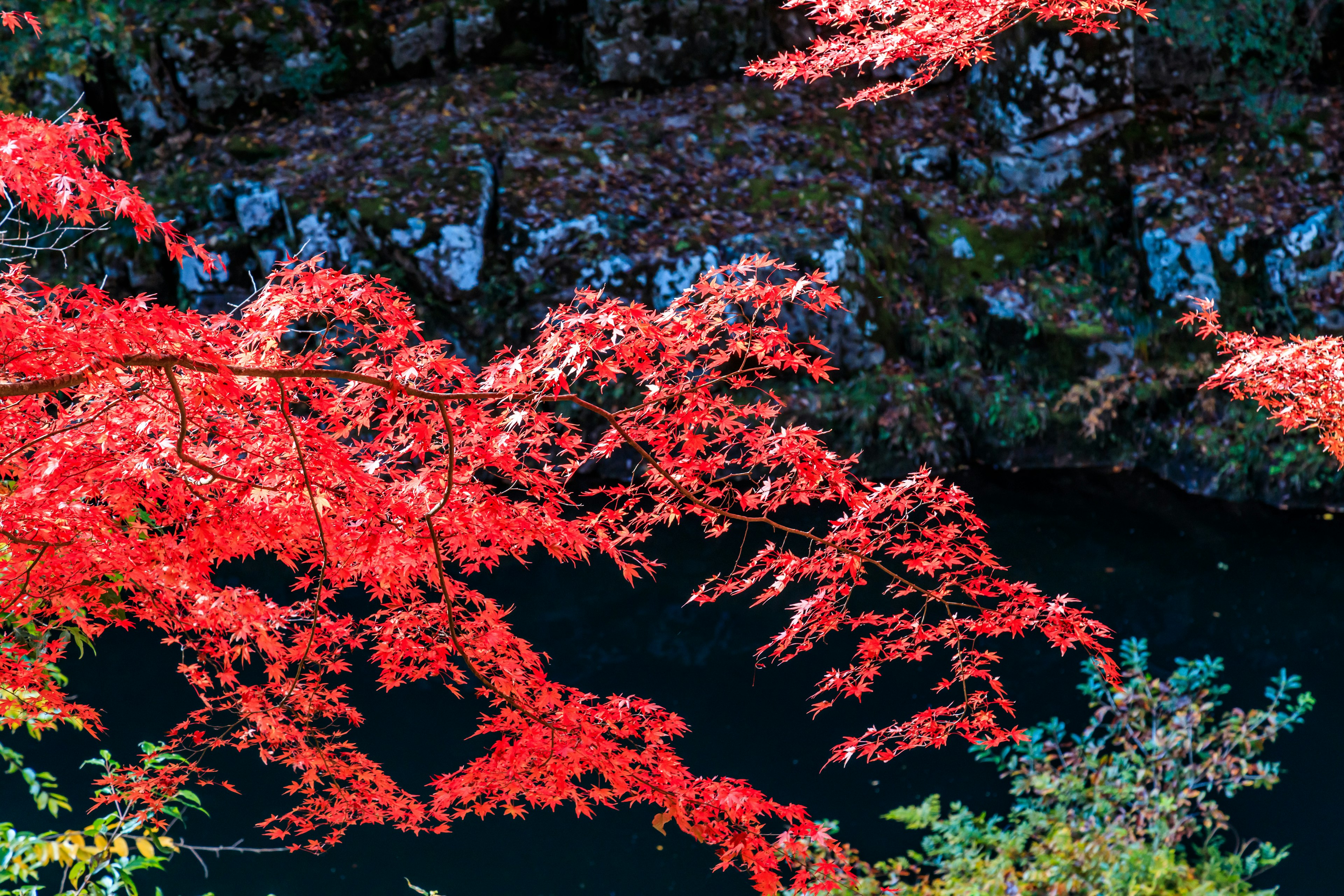 Vibrant red leaves reflecting on the dark water in an autumn landscape