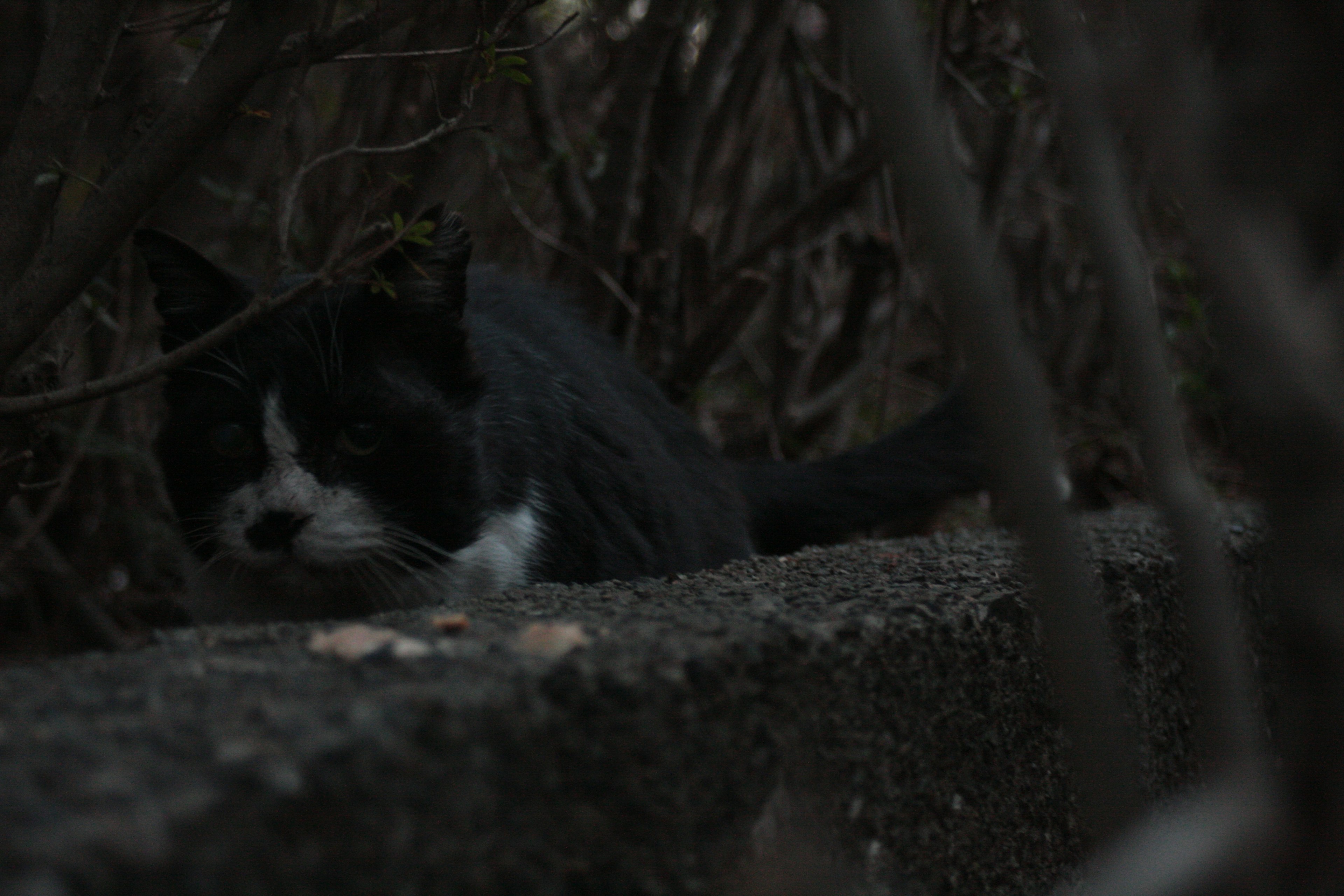 Eine schwarze und weiße Katze, die im Schatten zwischen den Ästen versteckt ist