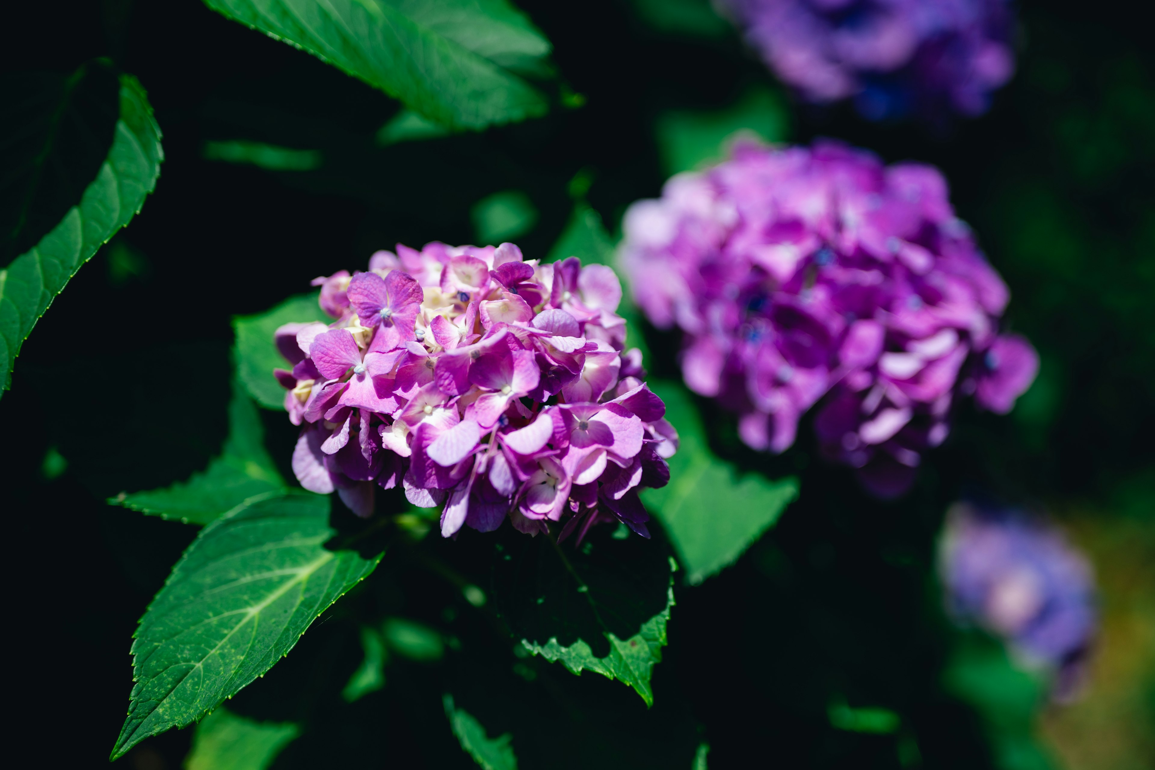 紫色の花と緑の葉が特徴的な植物のクローズアップ