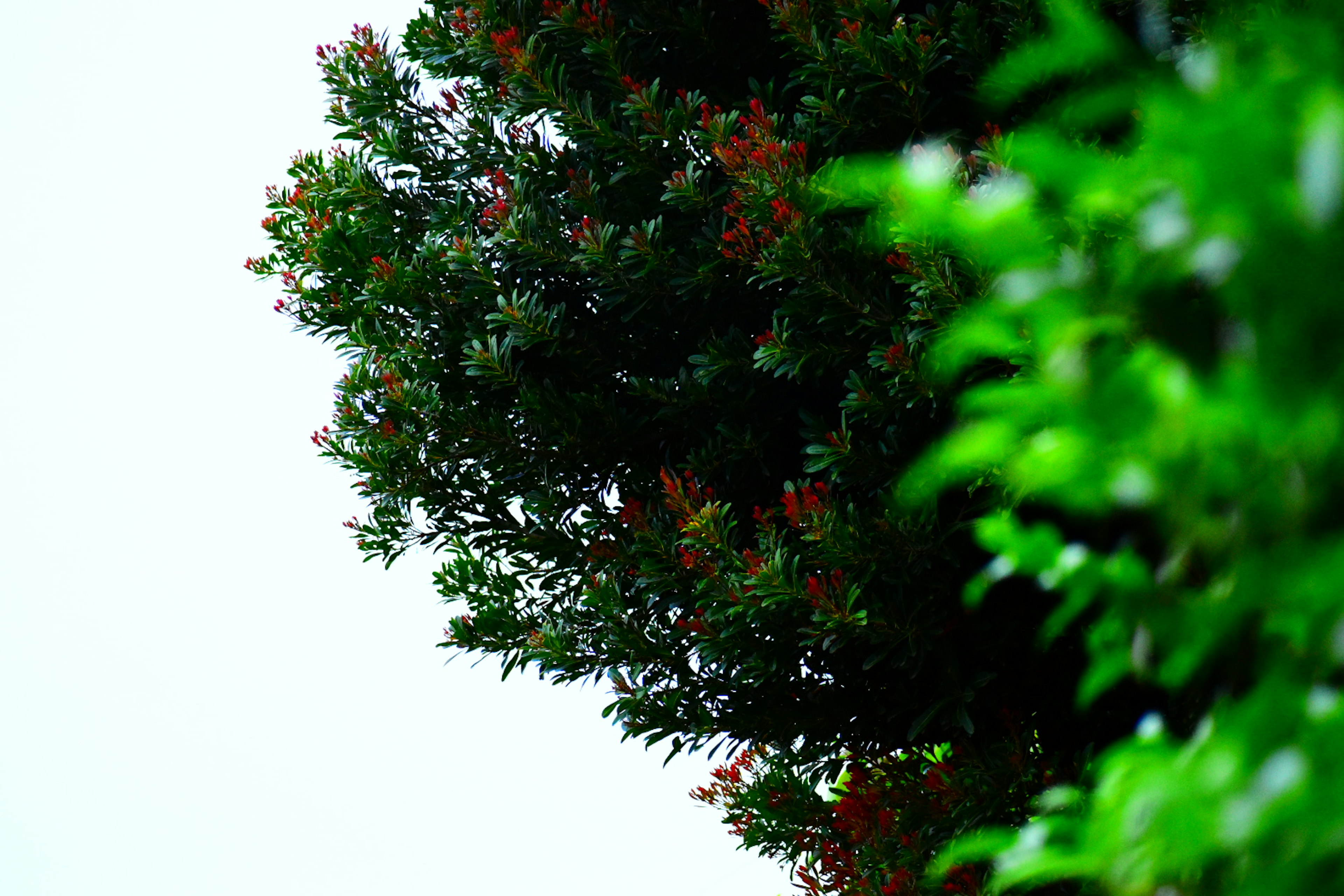 Parte di un albero verdeggiante con uno sfondo di cielo chiaro