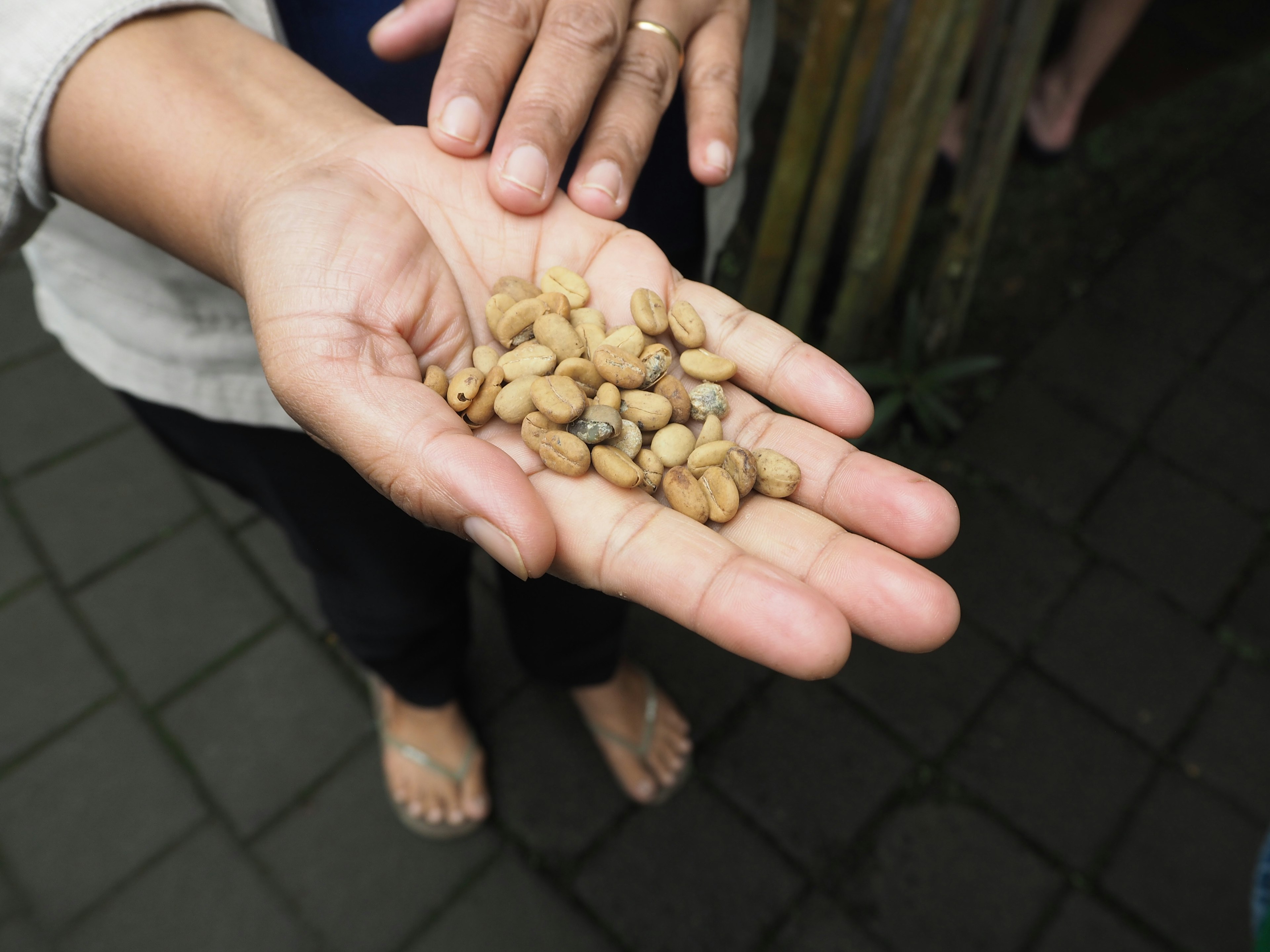 Une main tenant une variété de haricots colorés