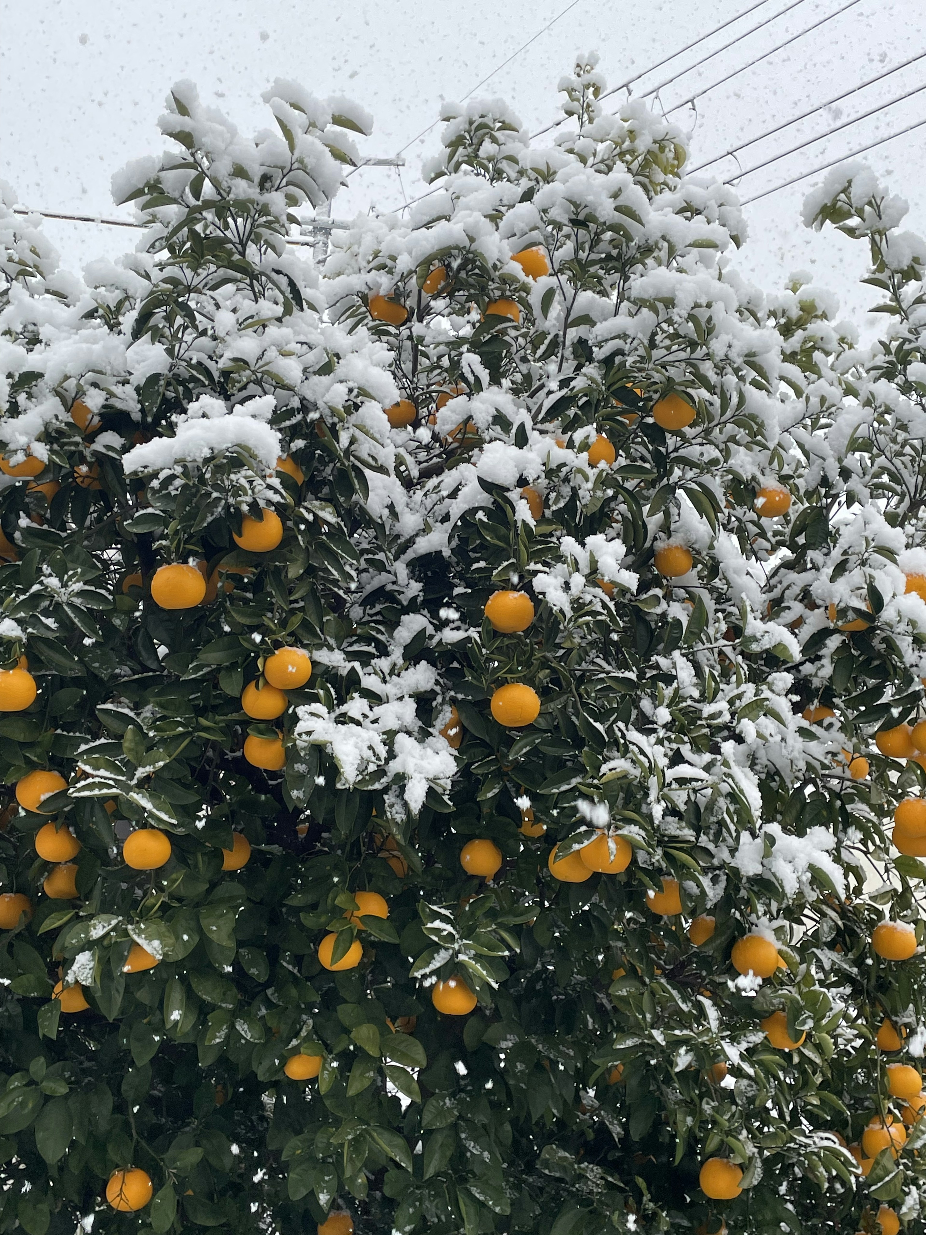 被雪覆盖的果实丰盈的橙树的鲜艳对比