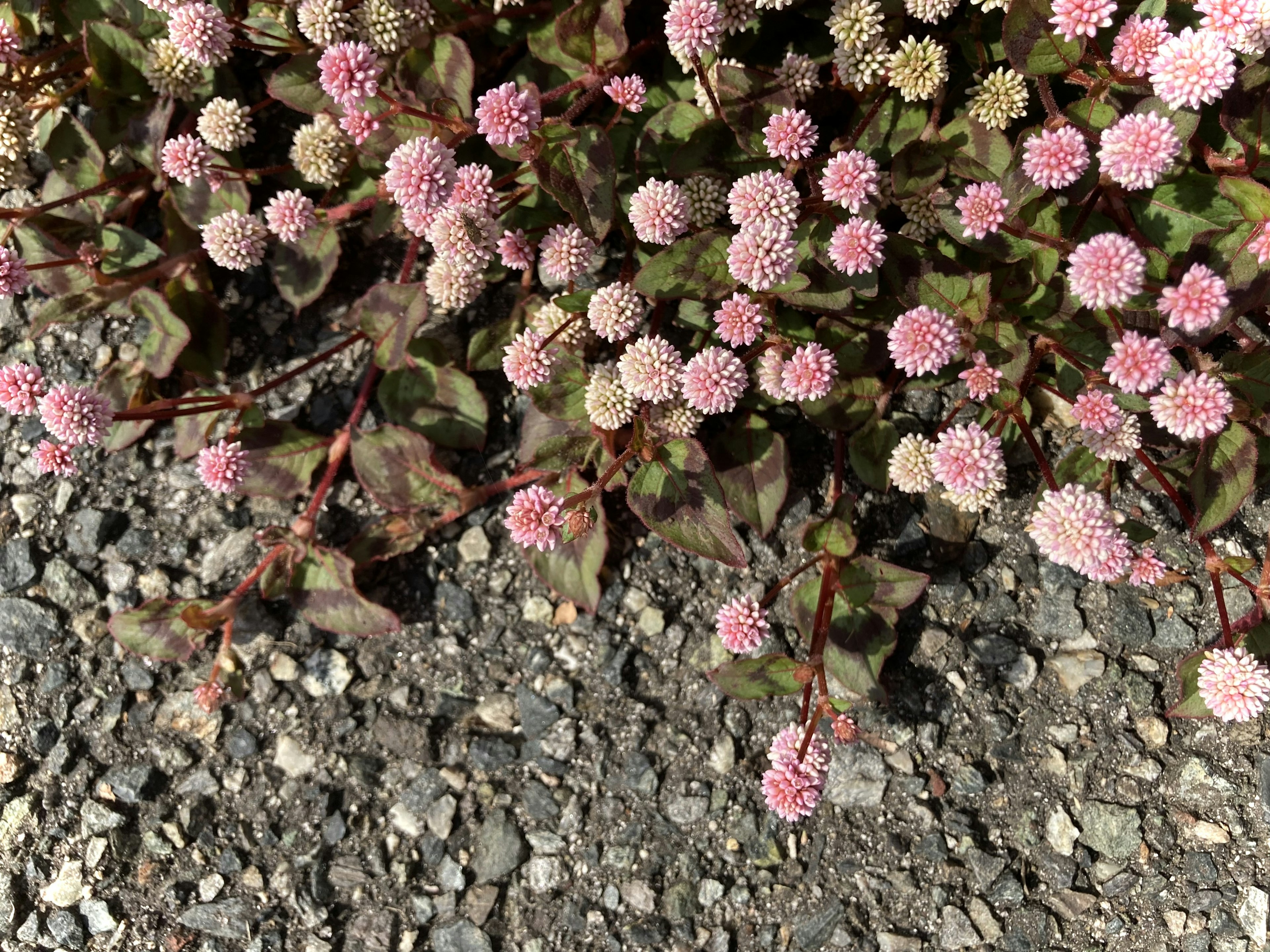 Rosa blühende Pflanze, die zwischen Kiessteinen wächst