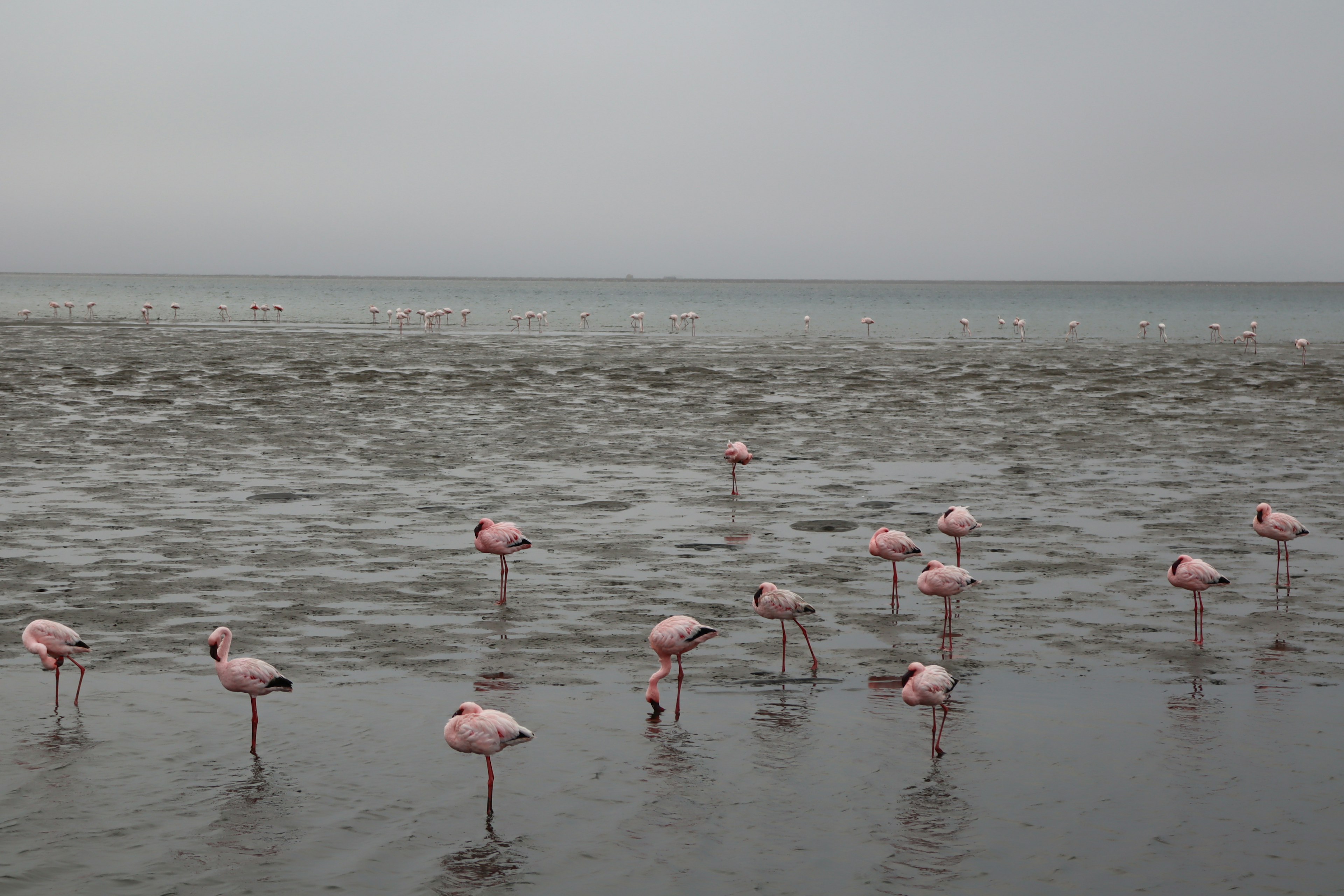 Una bandada de flamencos de pie sobre arena húmeda