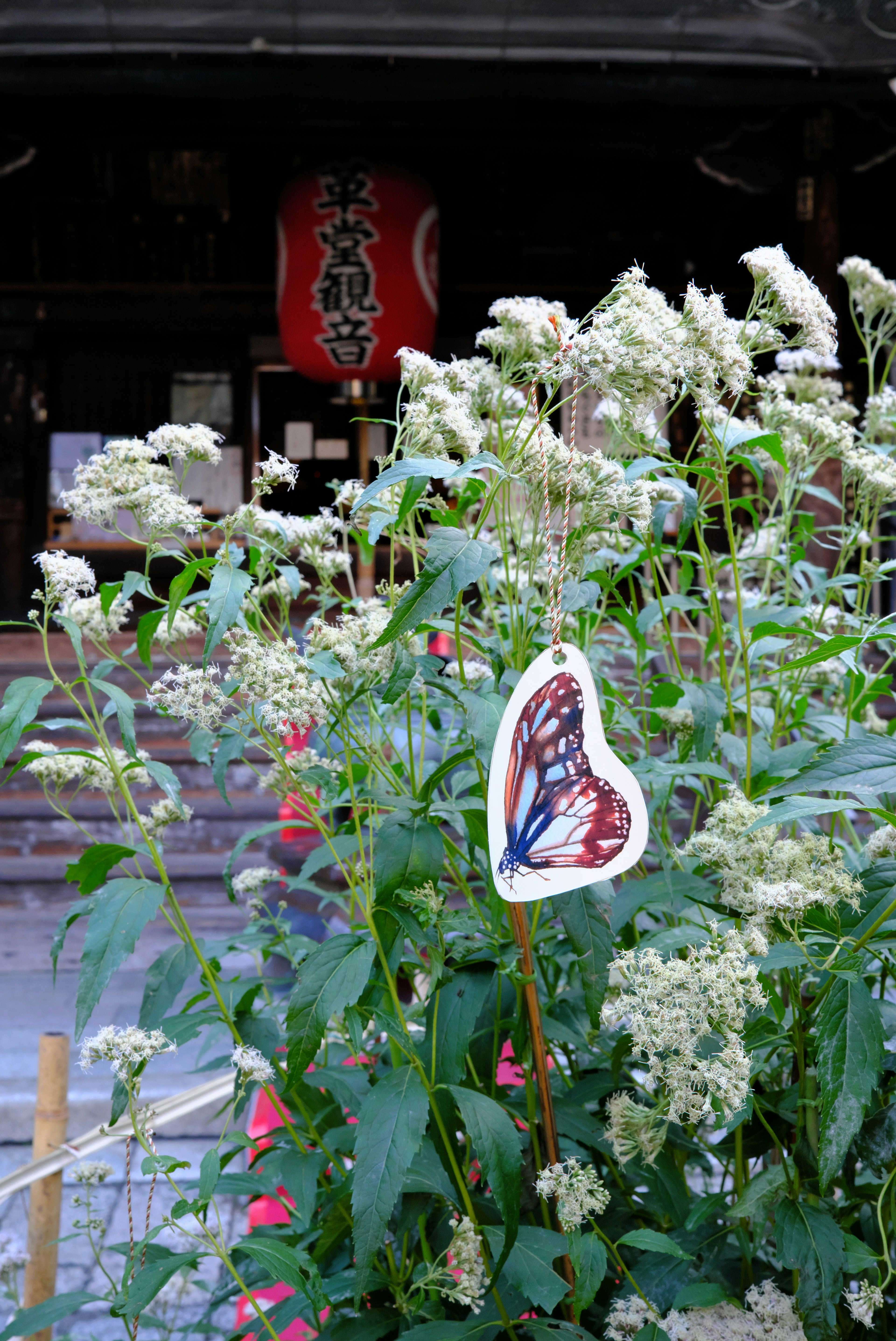 Pflanzen mit weißen Blumen und einer Schmetterlingsdekoration in einem Garten