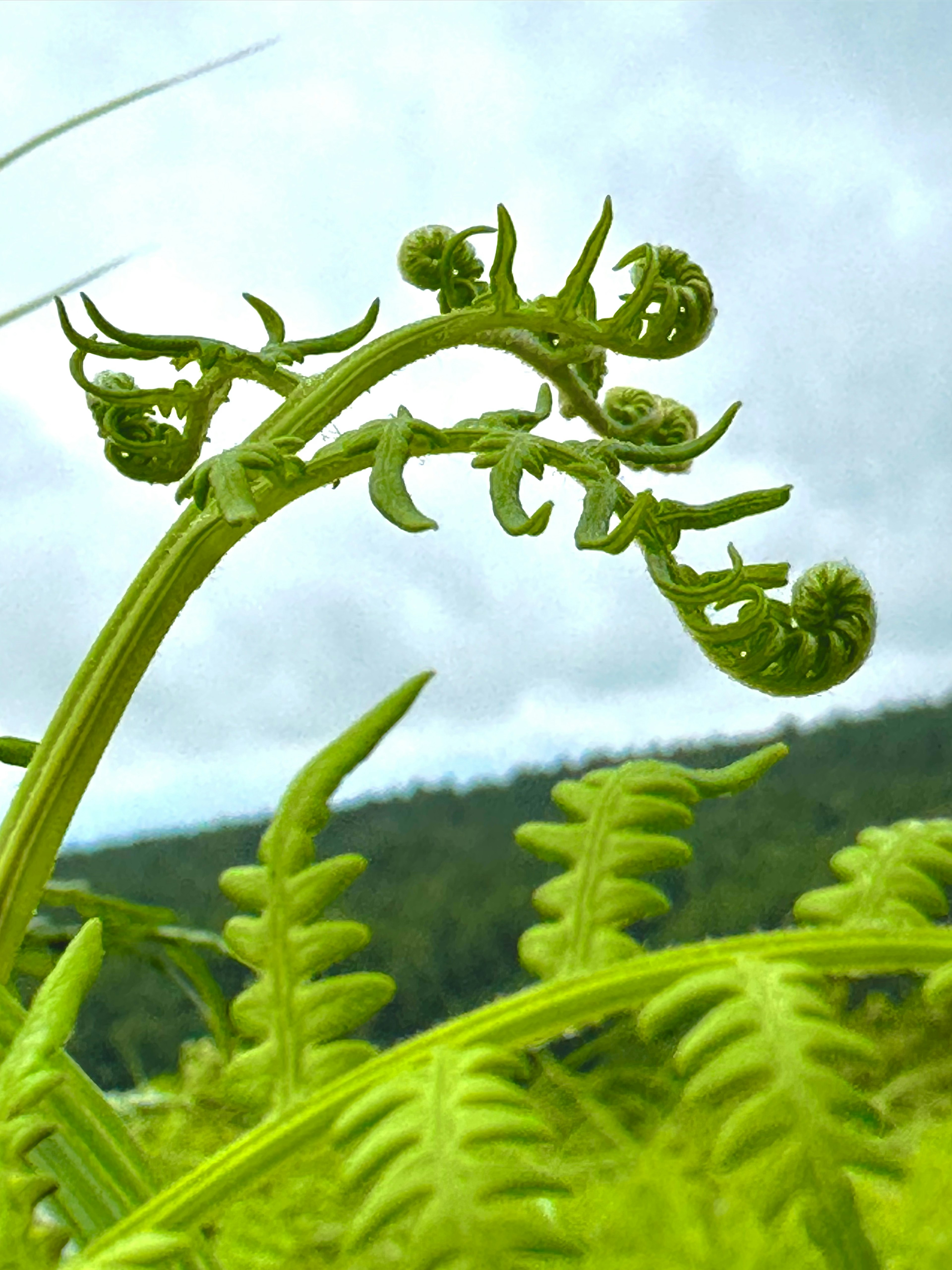 A close-up of green fern fronds showcasing intricate spirals with a blurred mountainous background