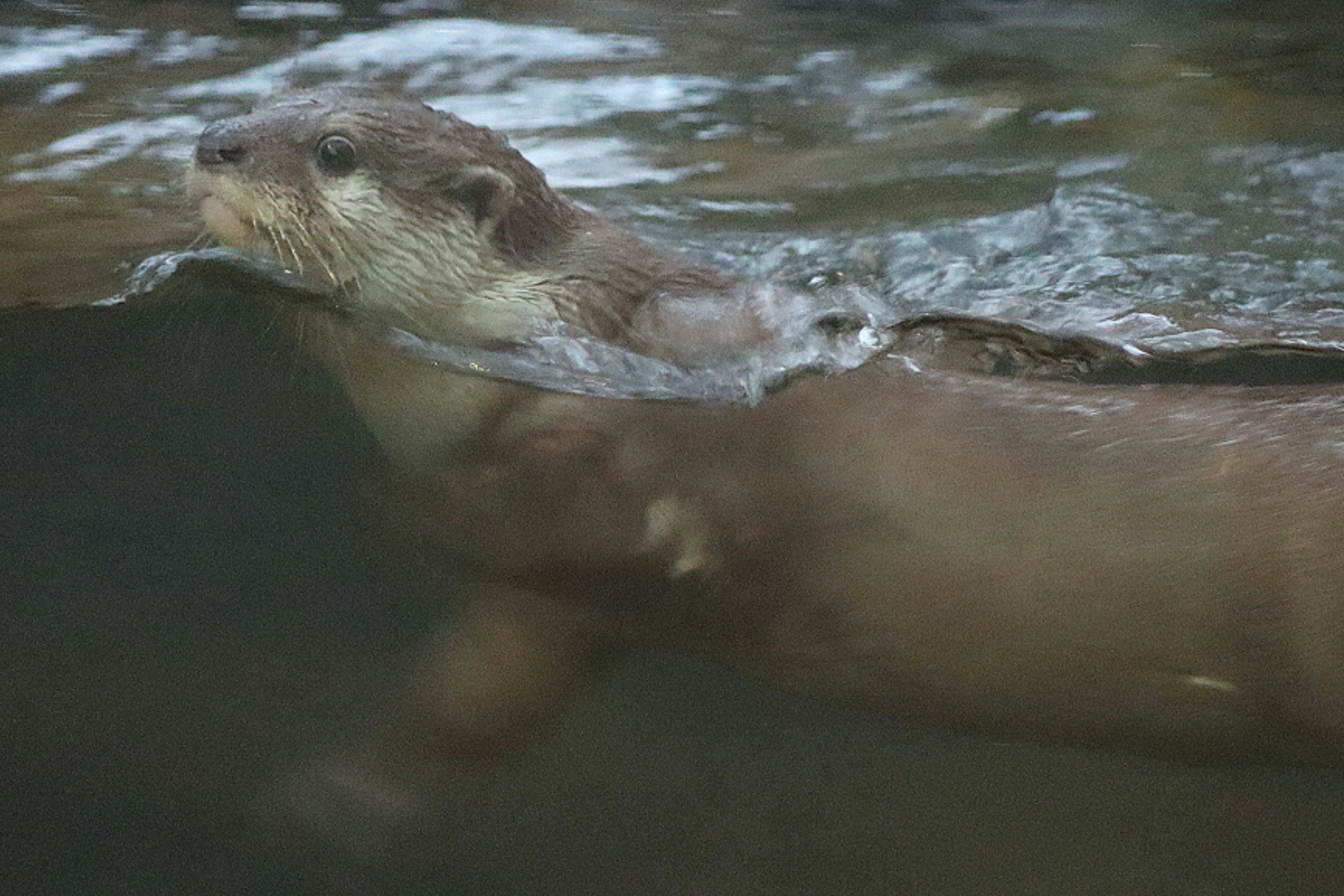 Nutria nadando en el agua