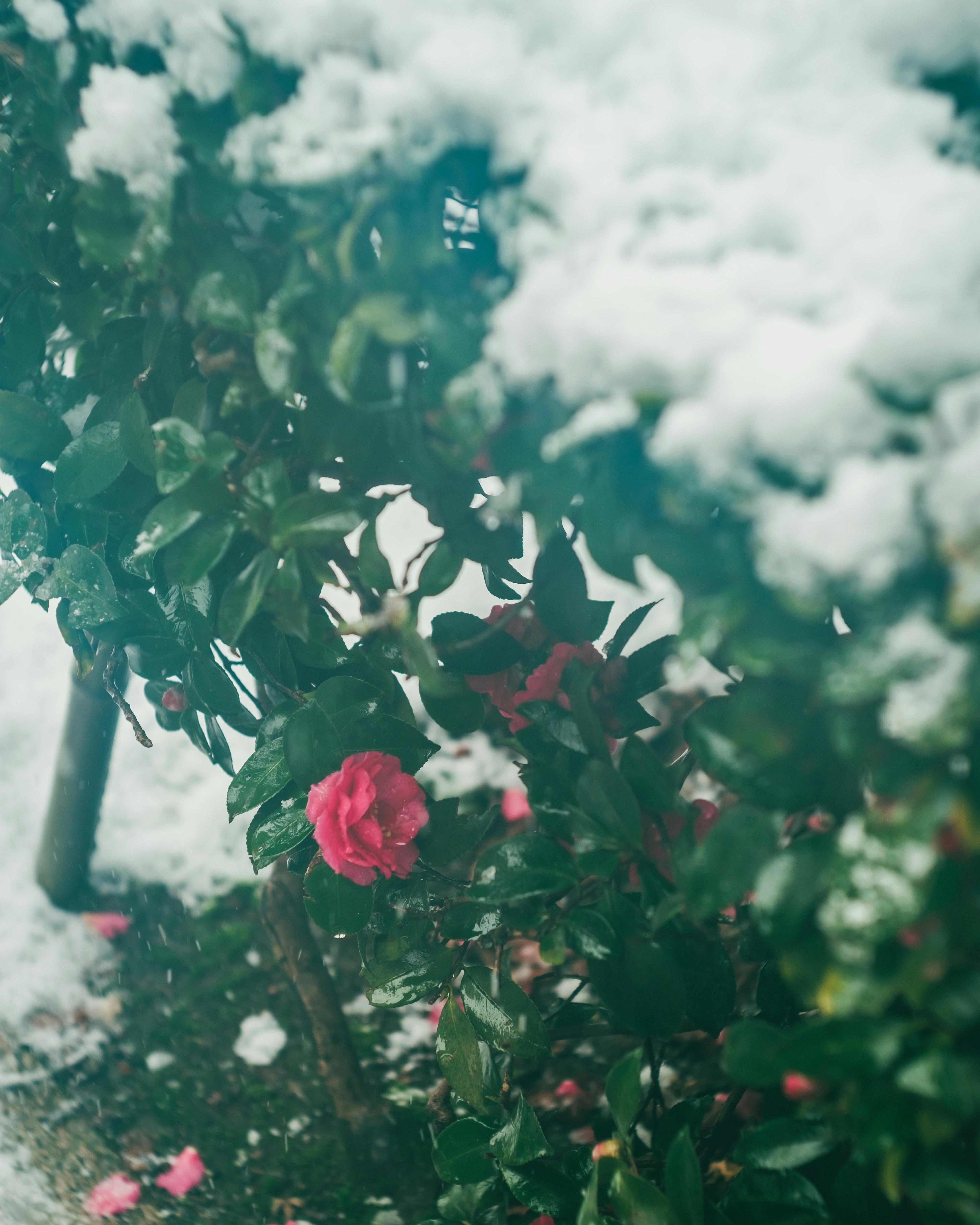 Rosa rosa entre hojas verdes con nieve