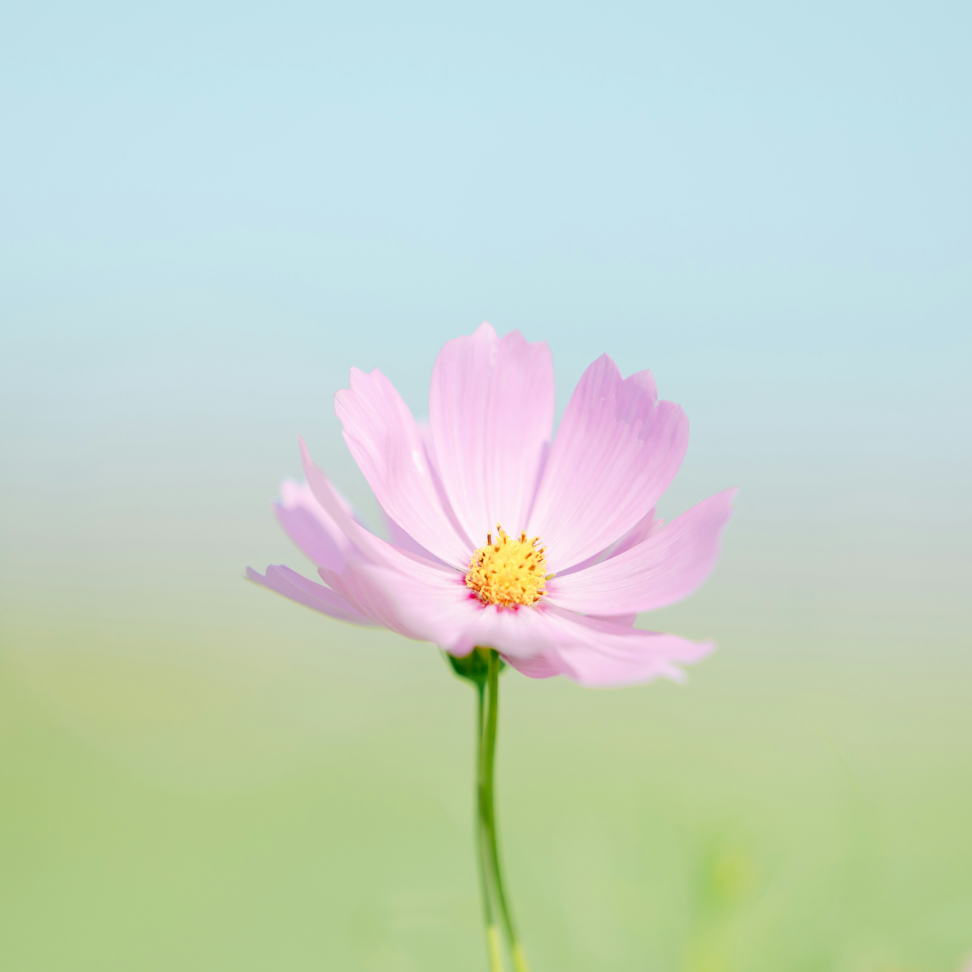 Eine rosa Kosmosblume blüht unter einem hellblauen Himmel