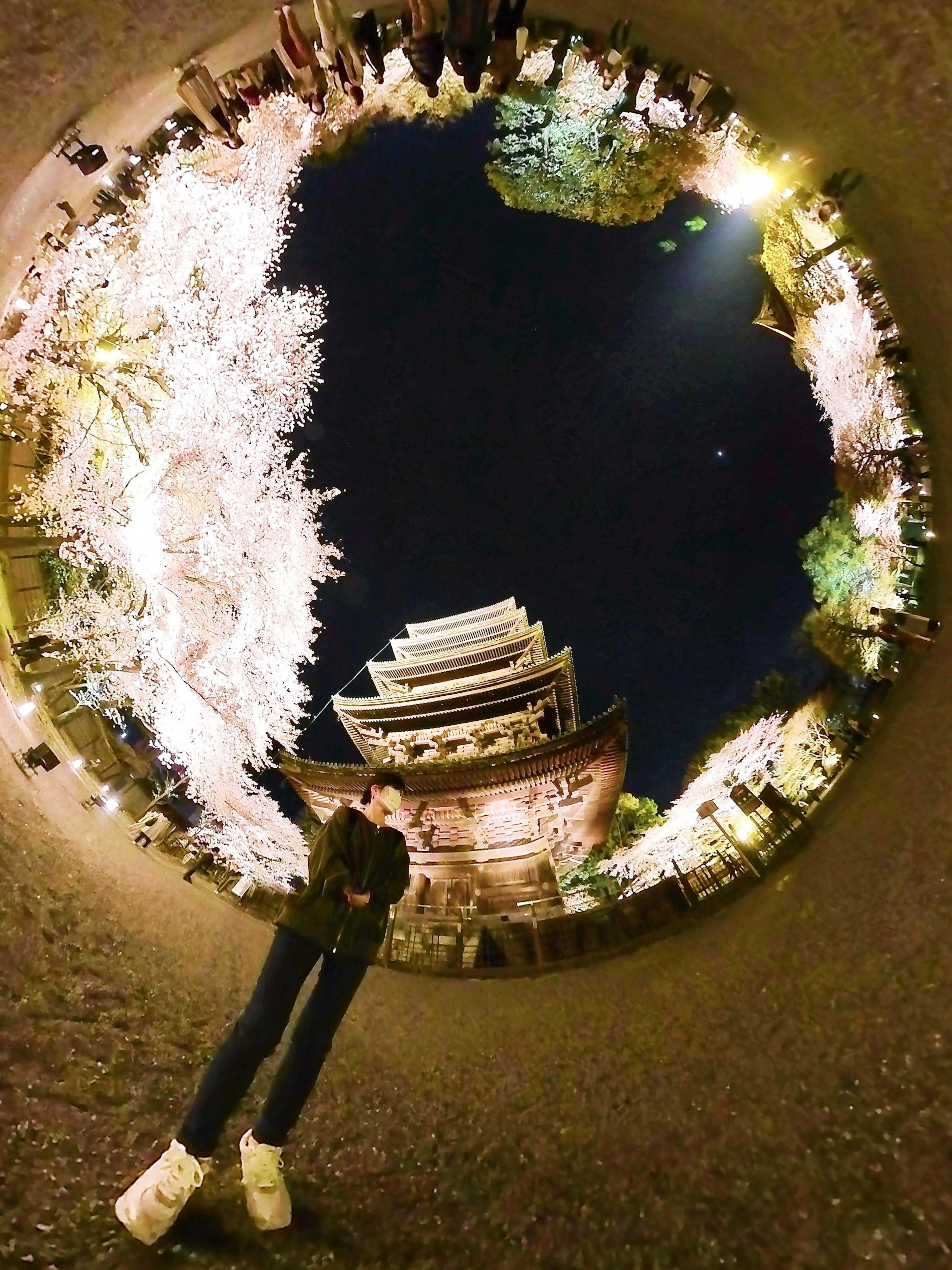 Scena notturna con alberi di ciliegio e edificio illuminato