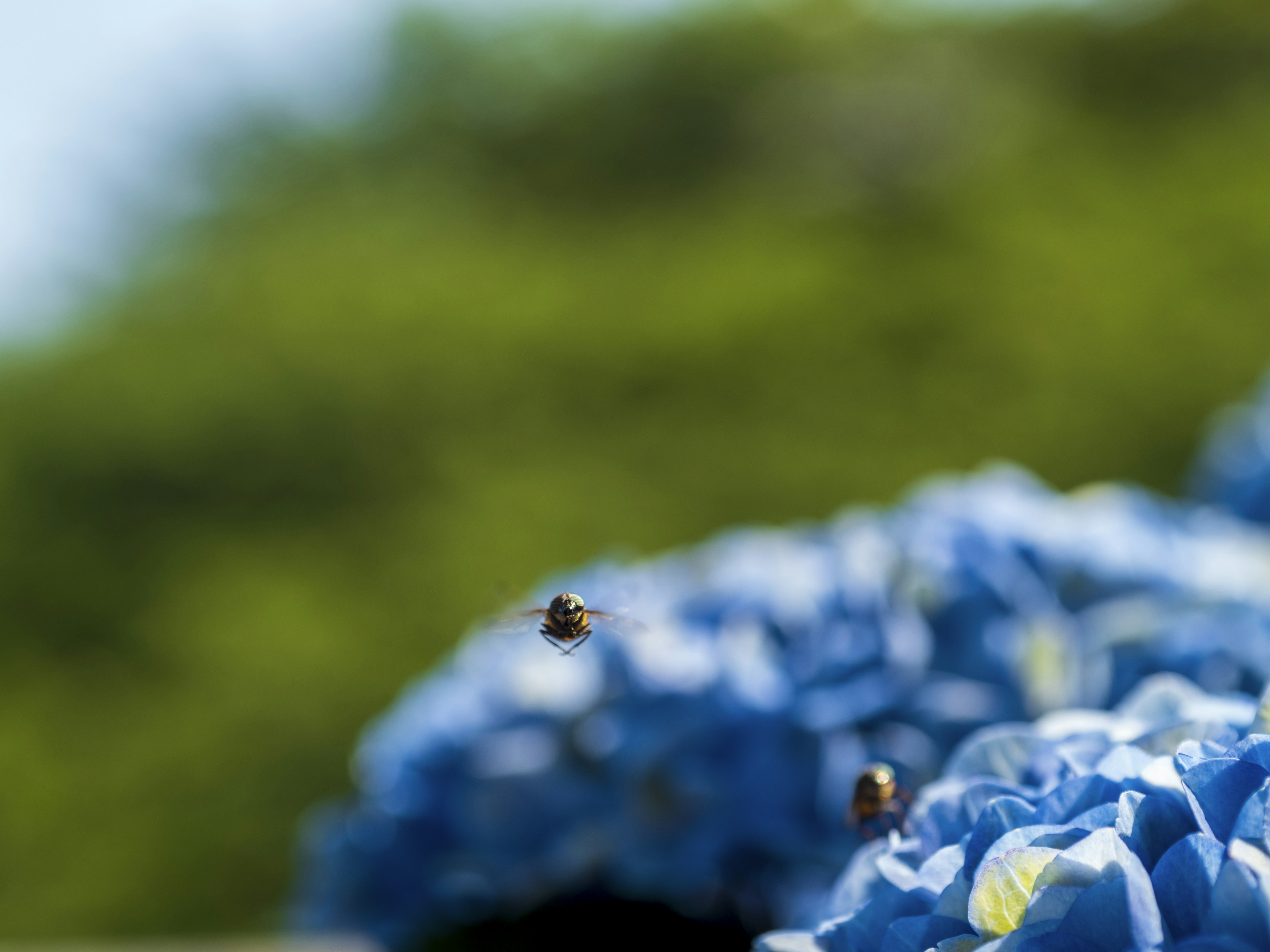 Primo piano di fiori blu con api volanti