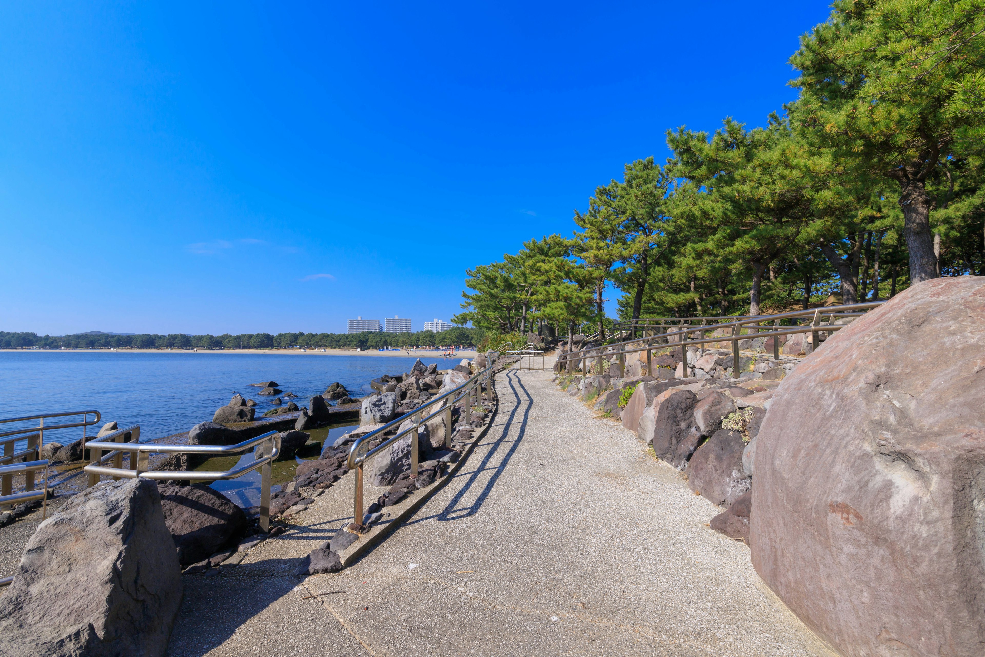 Coastal walkway under blue sky with pine trees