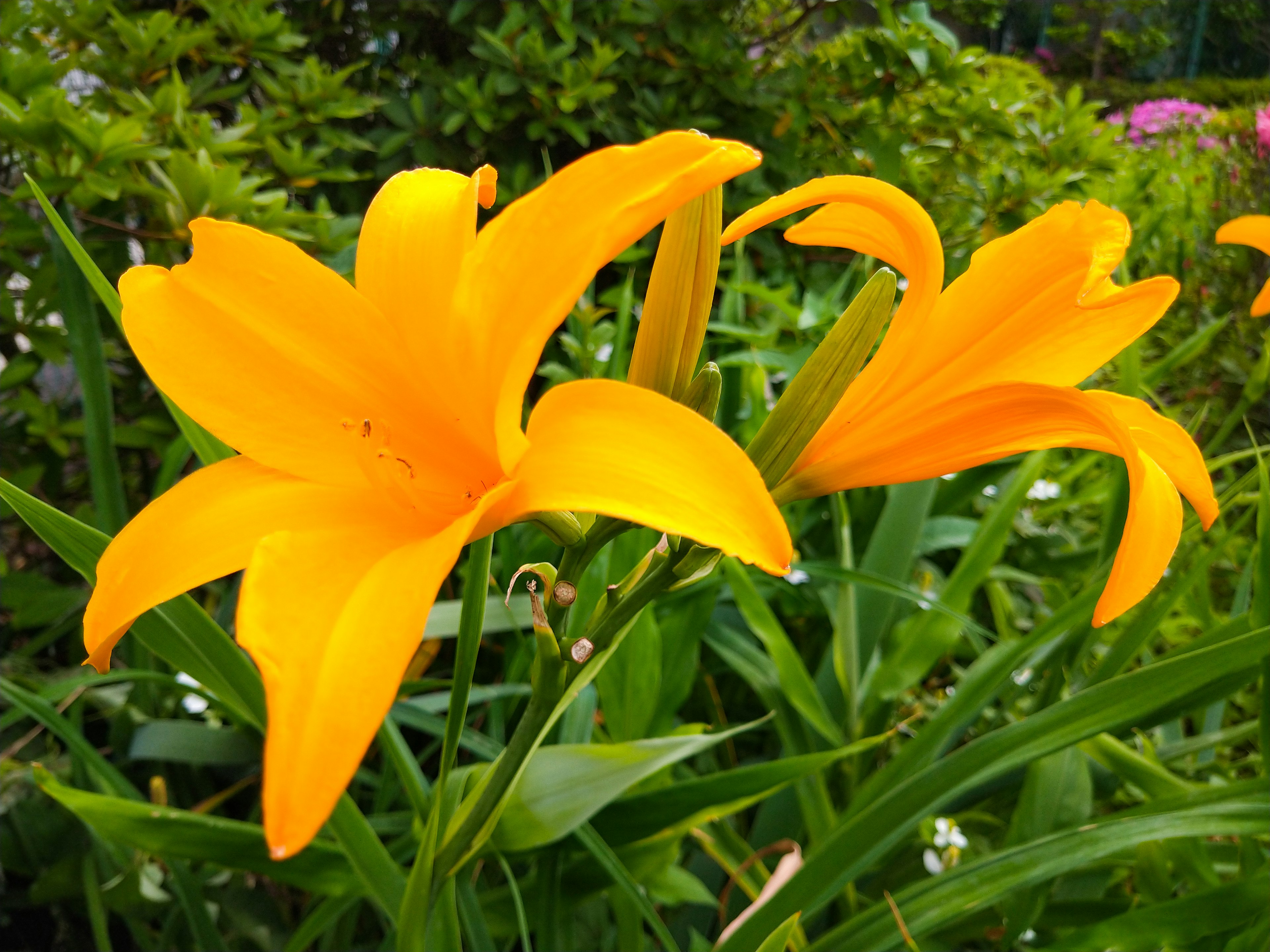 Lirios amarillos vibrantes floreciendo en un jardín exuberante