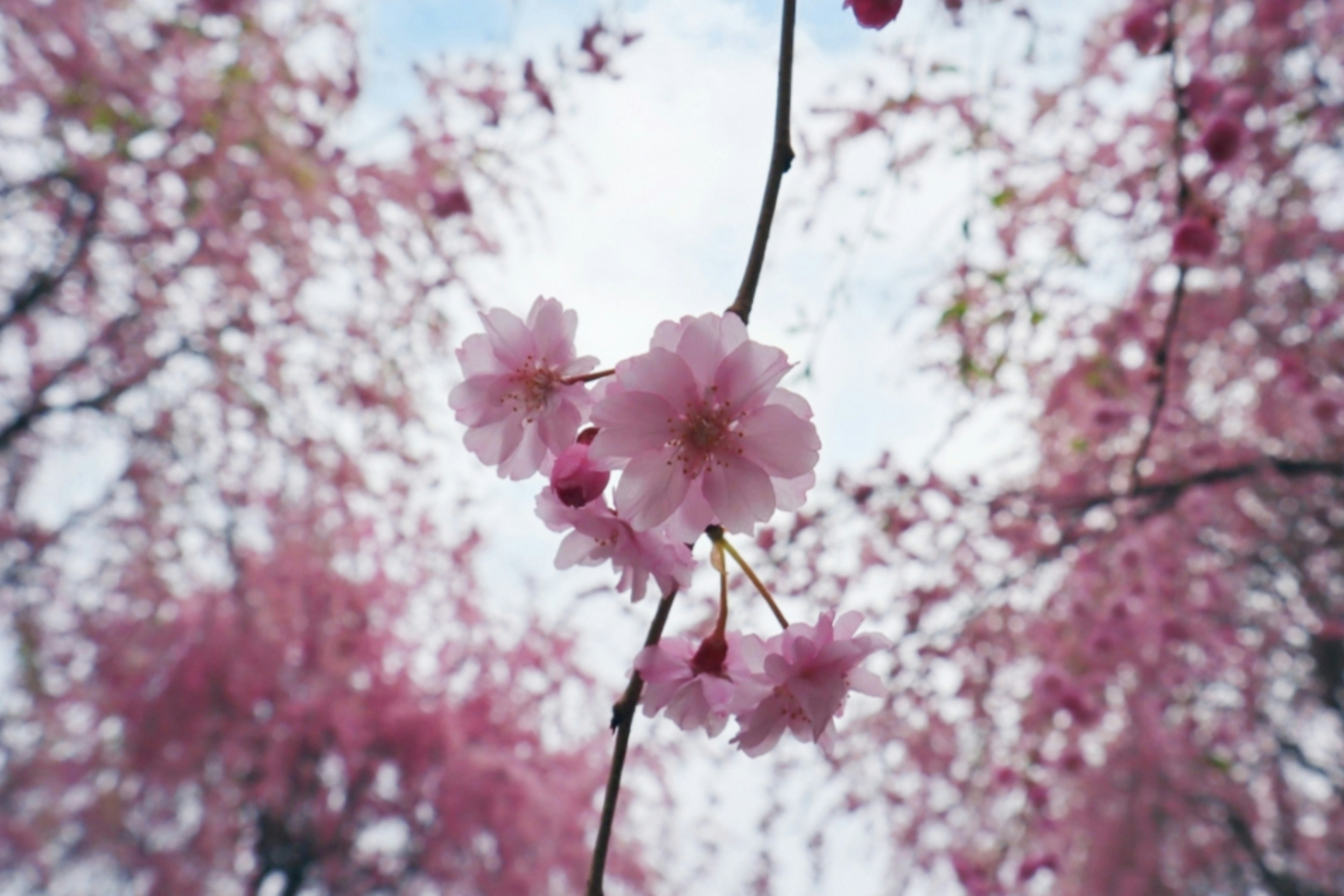 桜の花が咲いている枝のクローズアップ