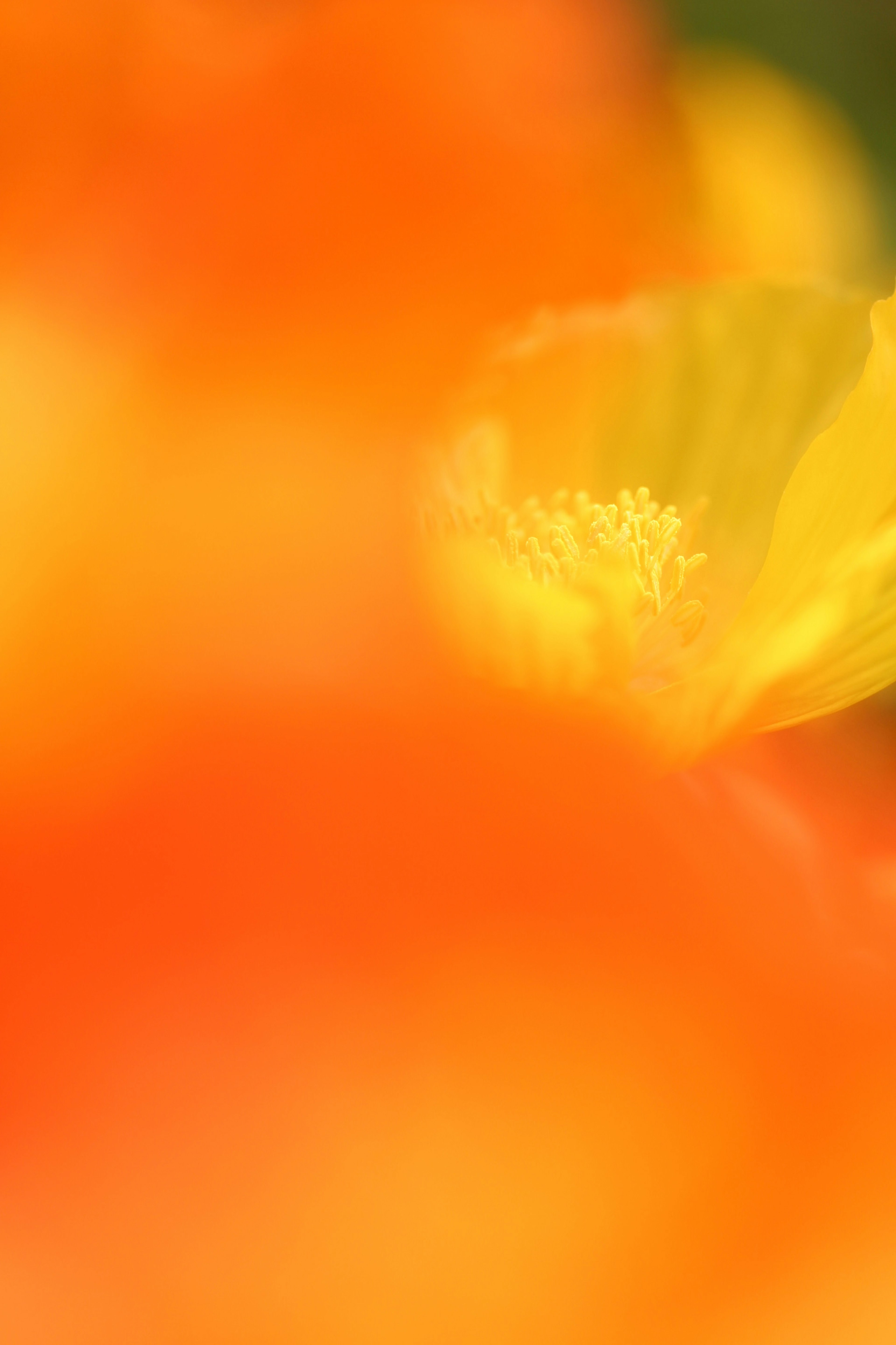 Lebendige Makrofotografie von orangefarbenen und gelben Blumen