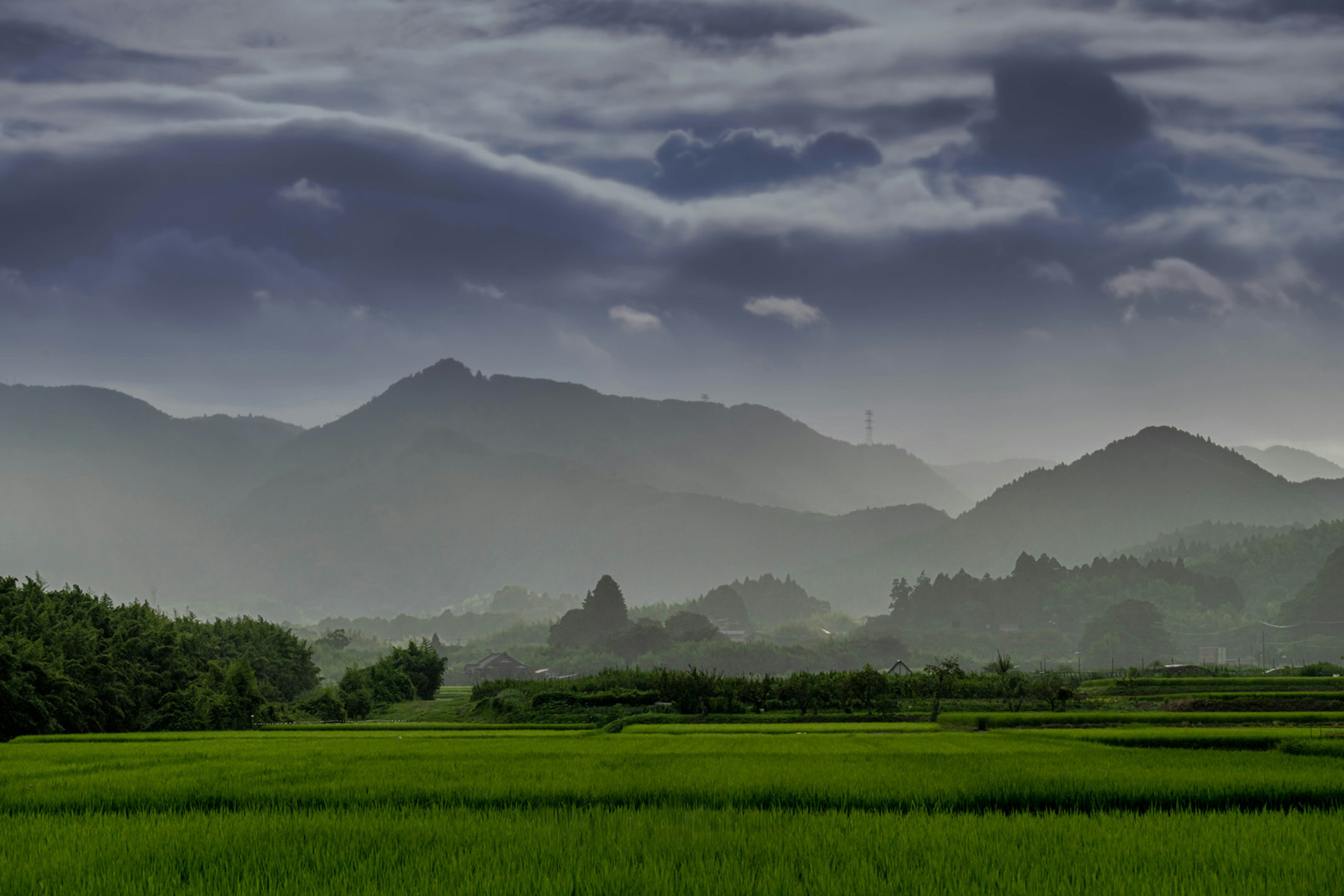 Lush green rice fields with mist-covered mountains in the background