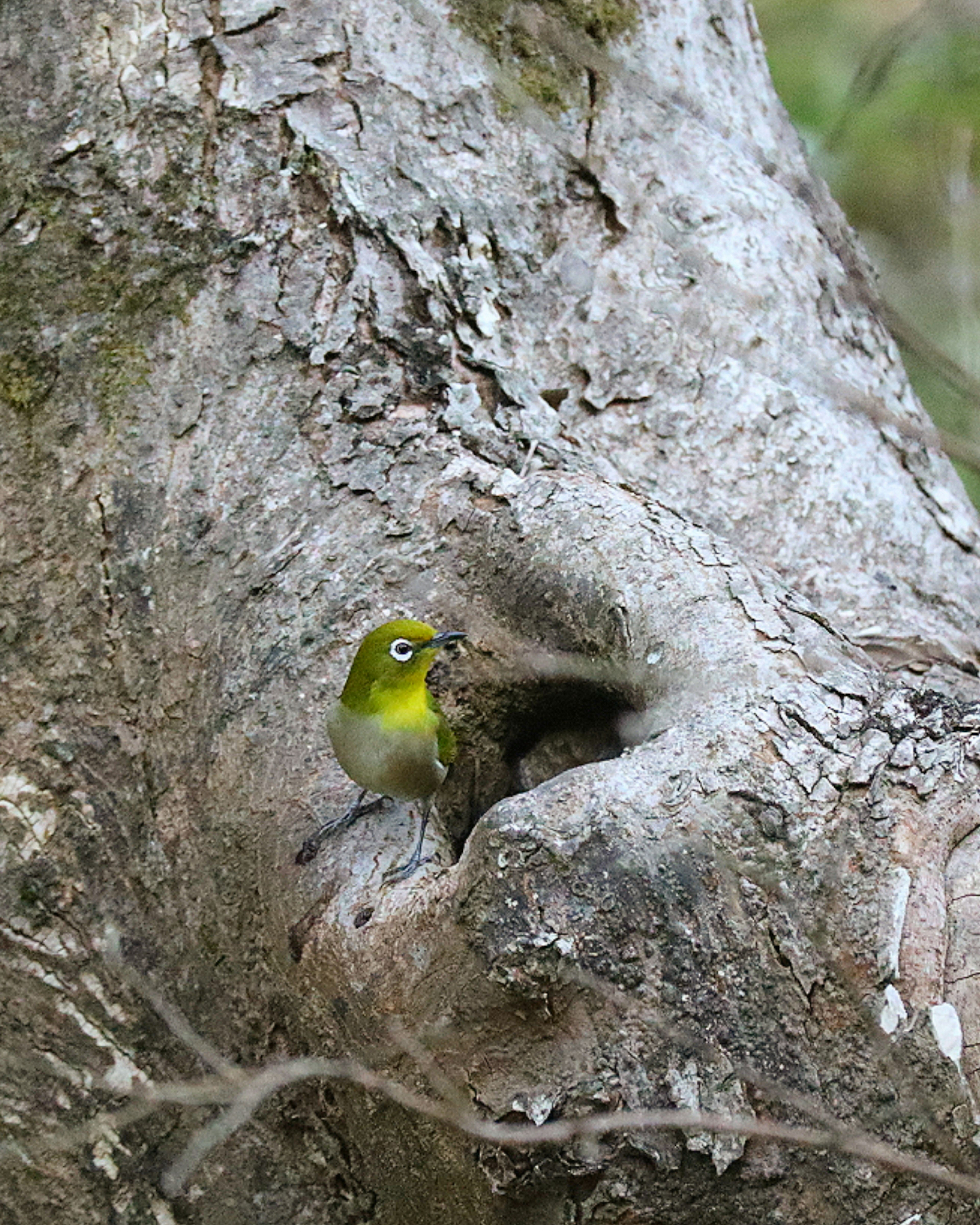 Un petit oiseau vert près d'un trou de nid dans un tronc d'arbre