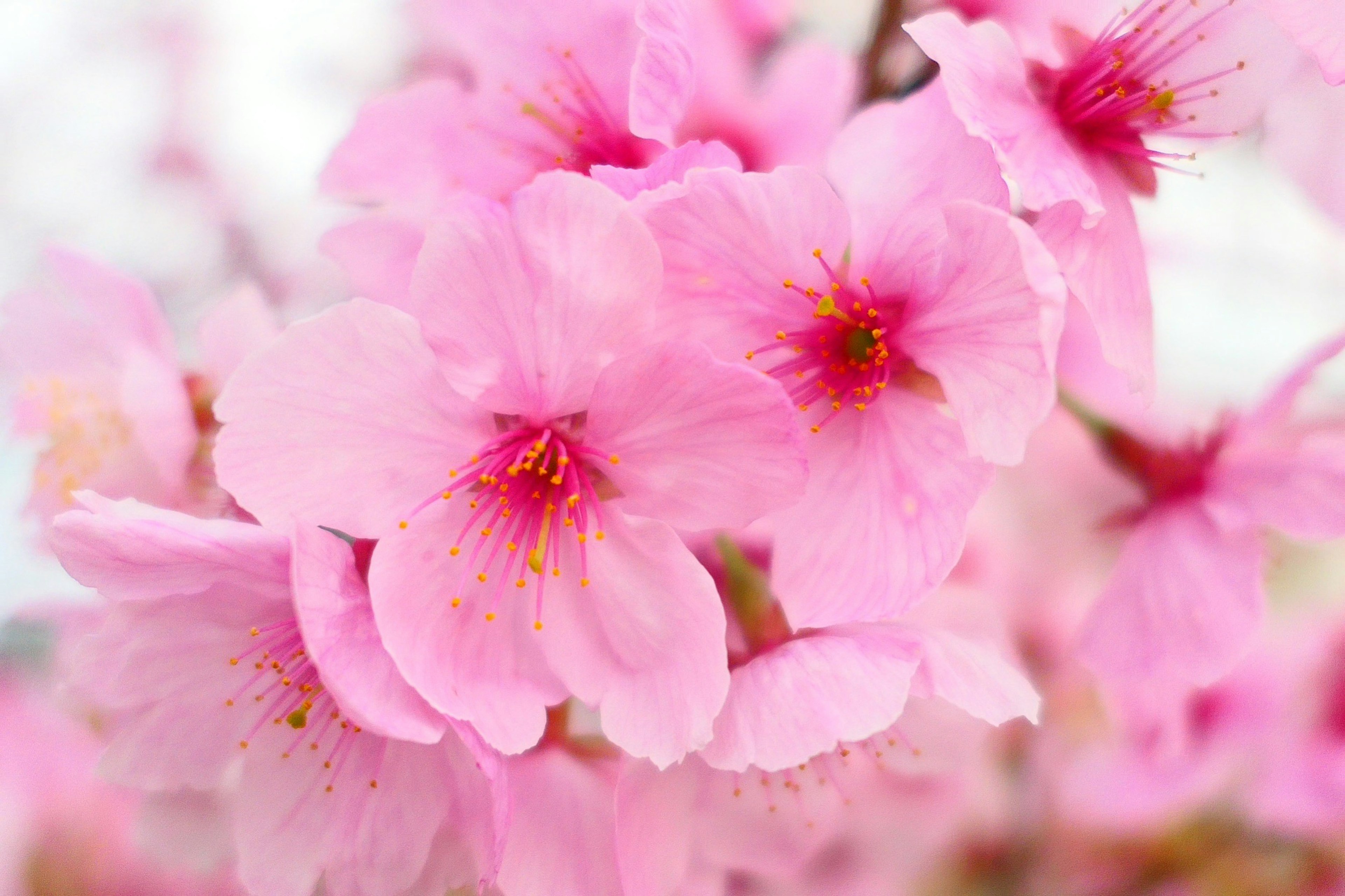 Primo piano di fiori di ciliegio rosa vivaci in fiore