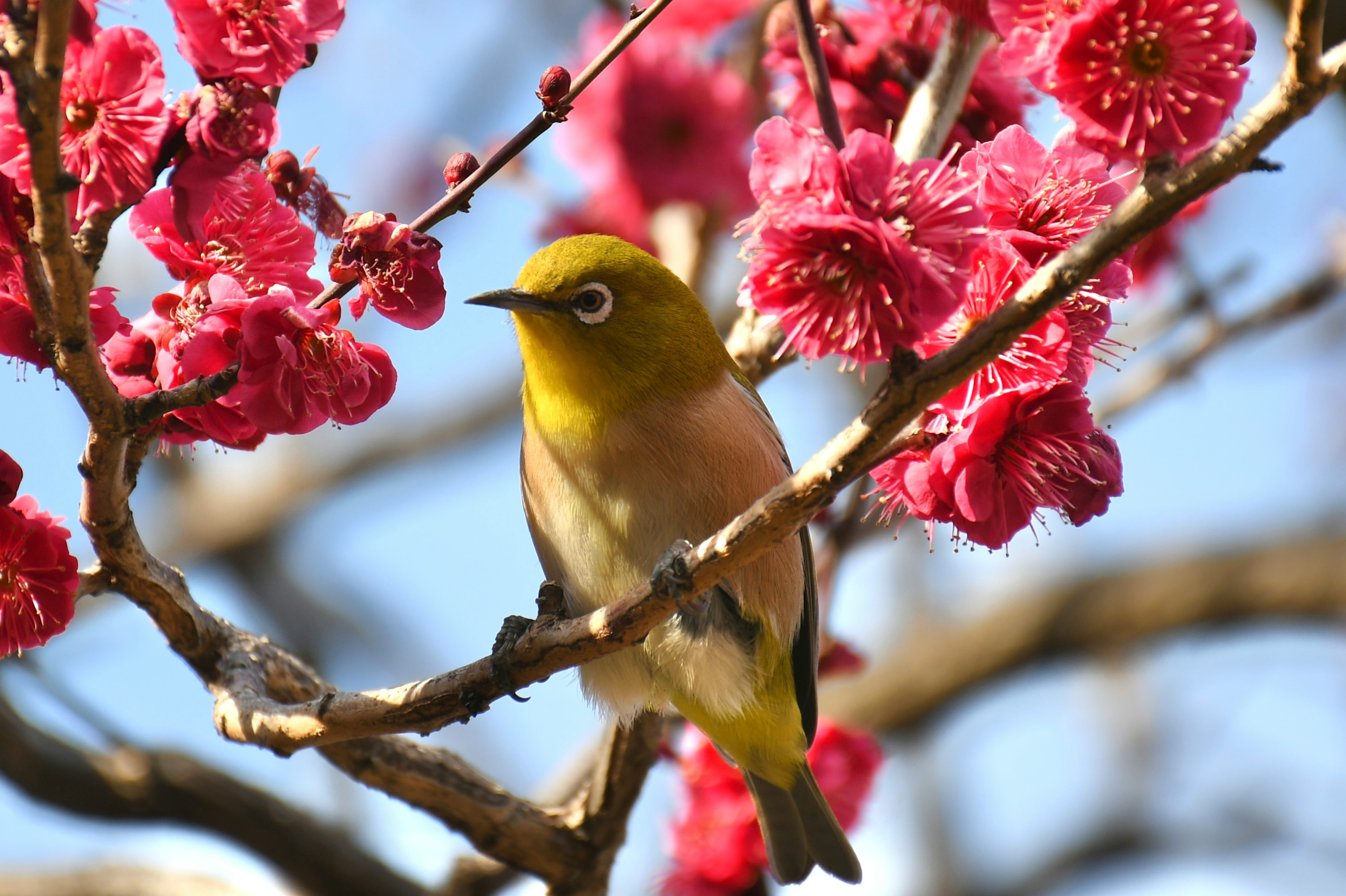 Lebendige Darstellung eines kleinen Vogels zwischen Kirschblüten