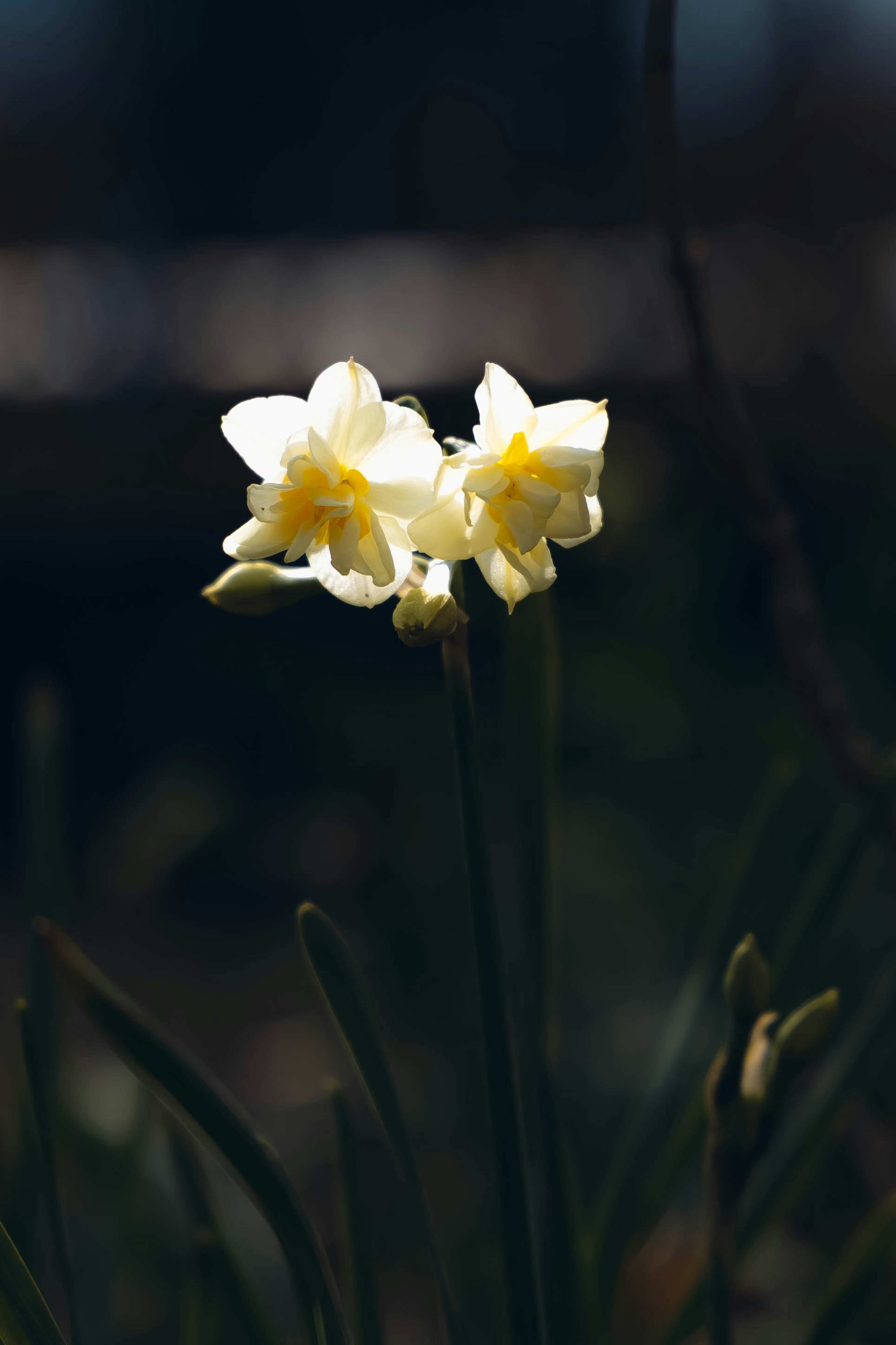 Fleurs de narcisse blanches fleurissant sur un fond sombre