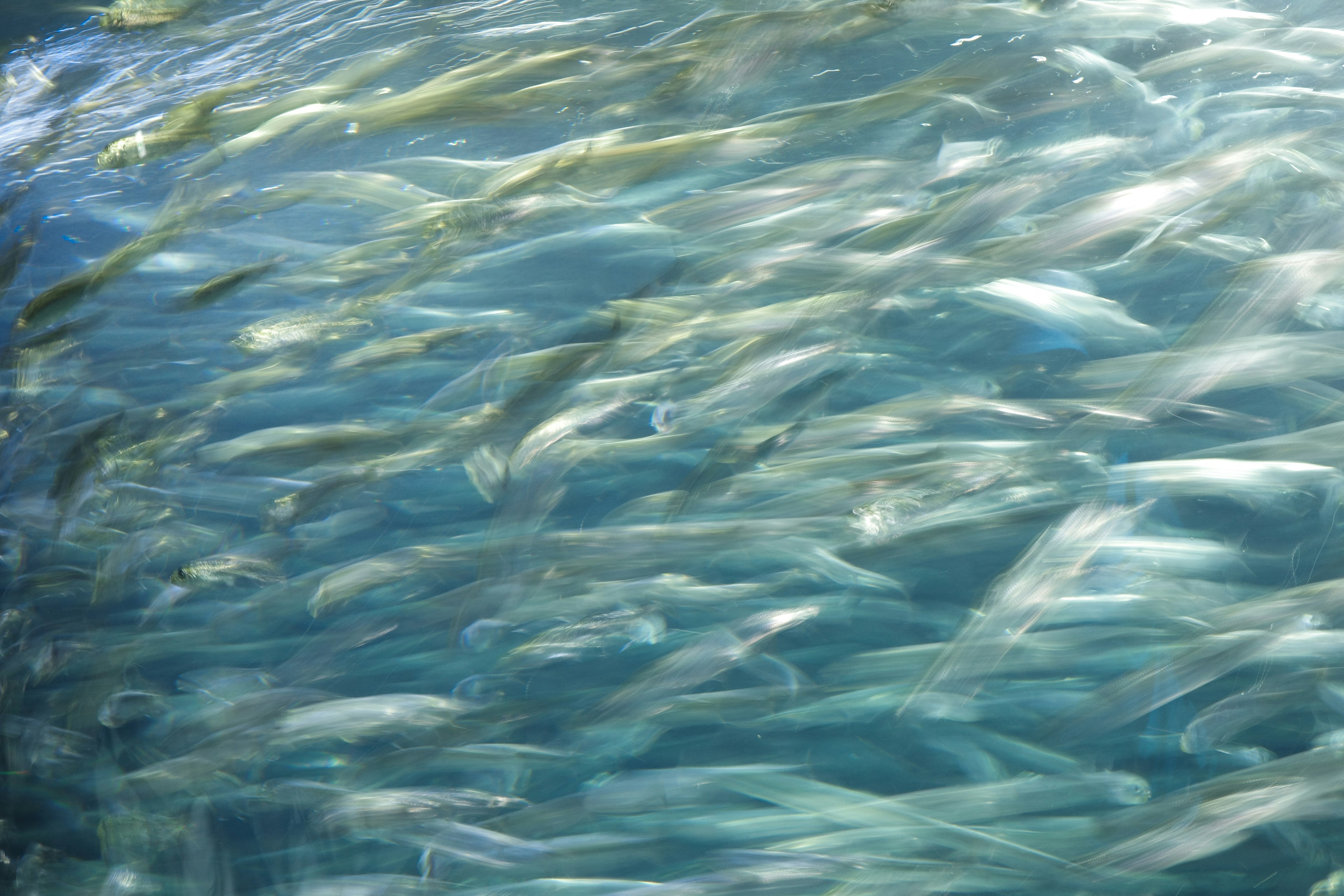 Sekumpulan ikan yang berenang di air biru jernih