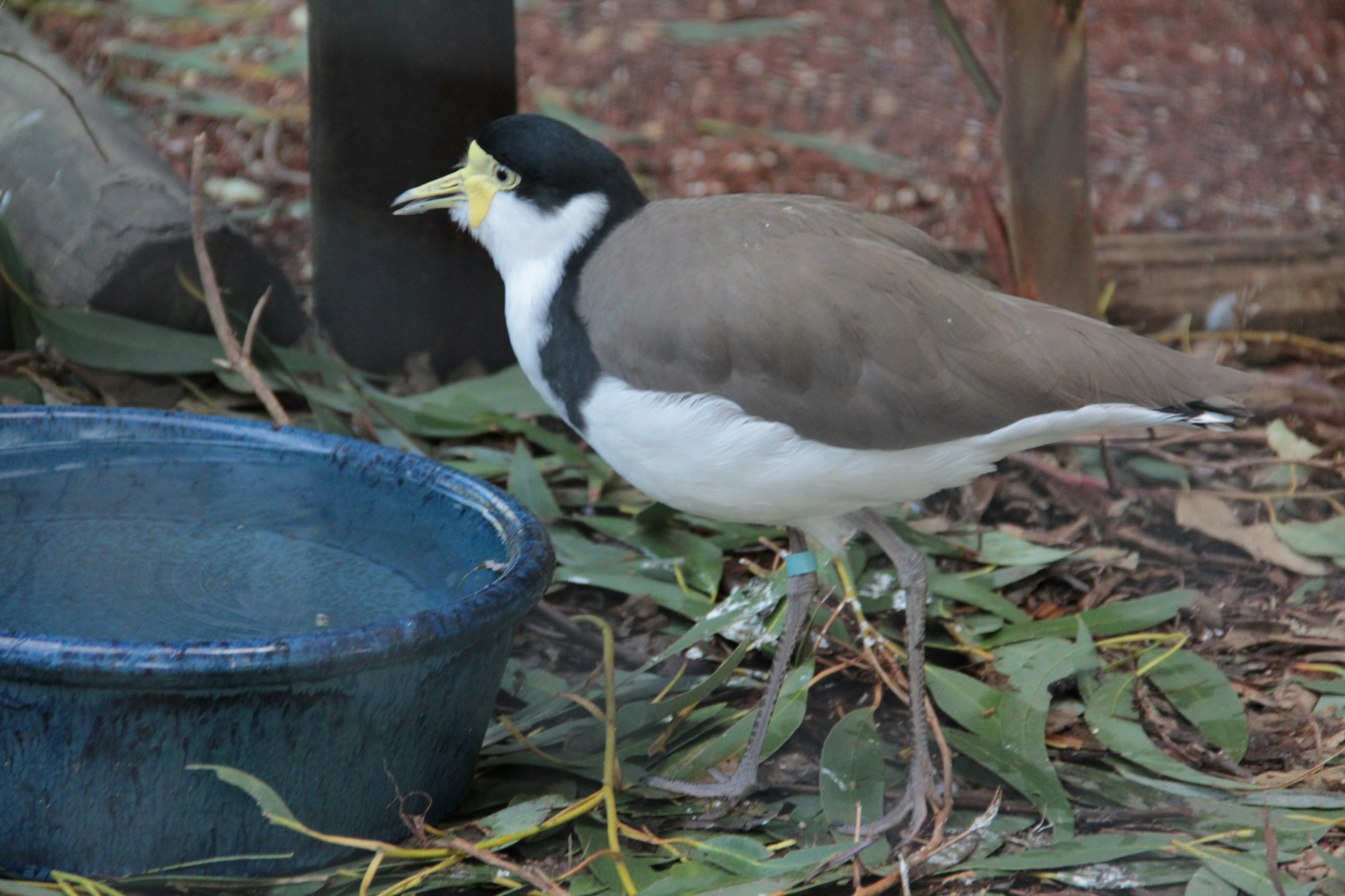 A bird with a black head and white chest standing near a water bowl