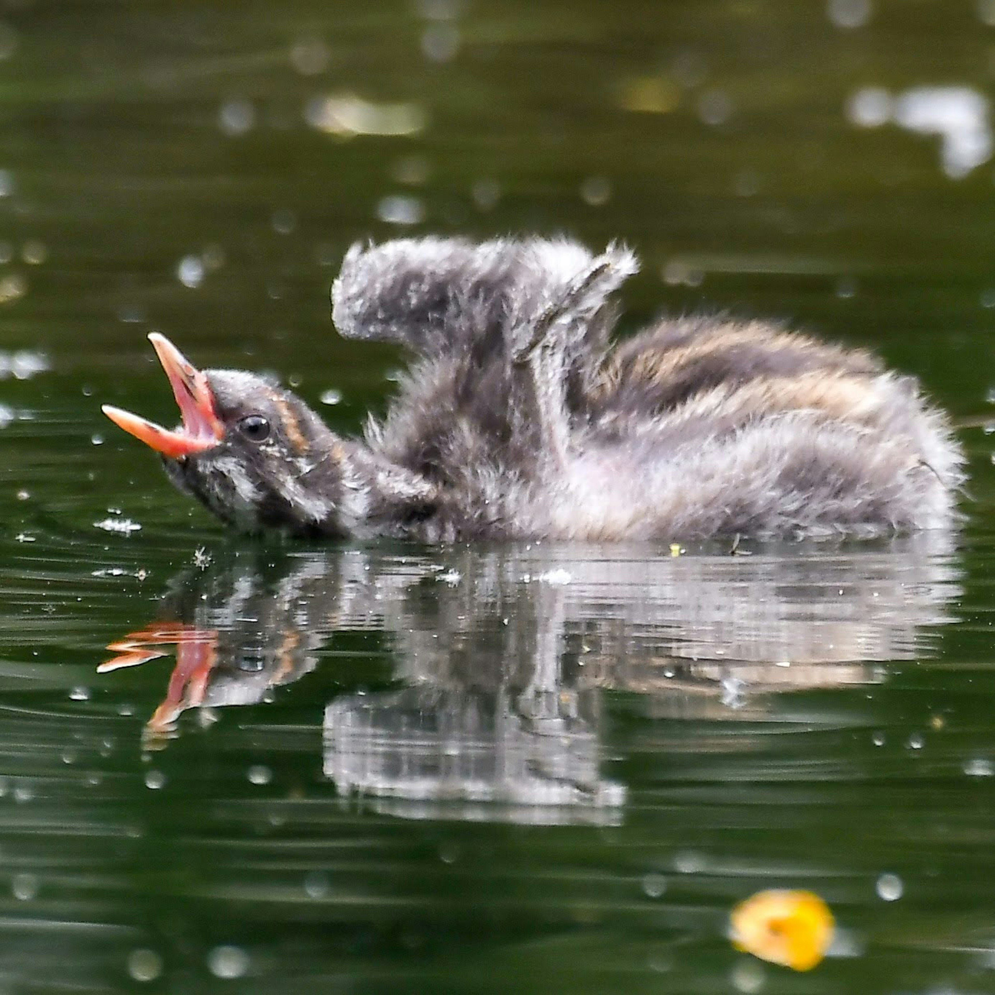 水面で泳ぐヒナが鳴いている様子