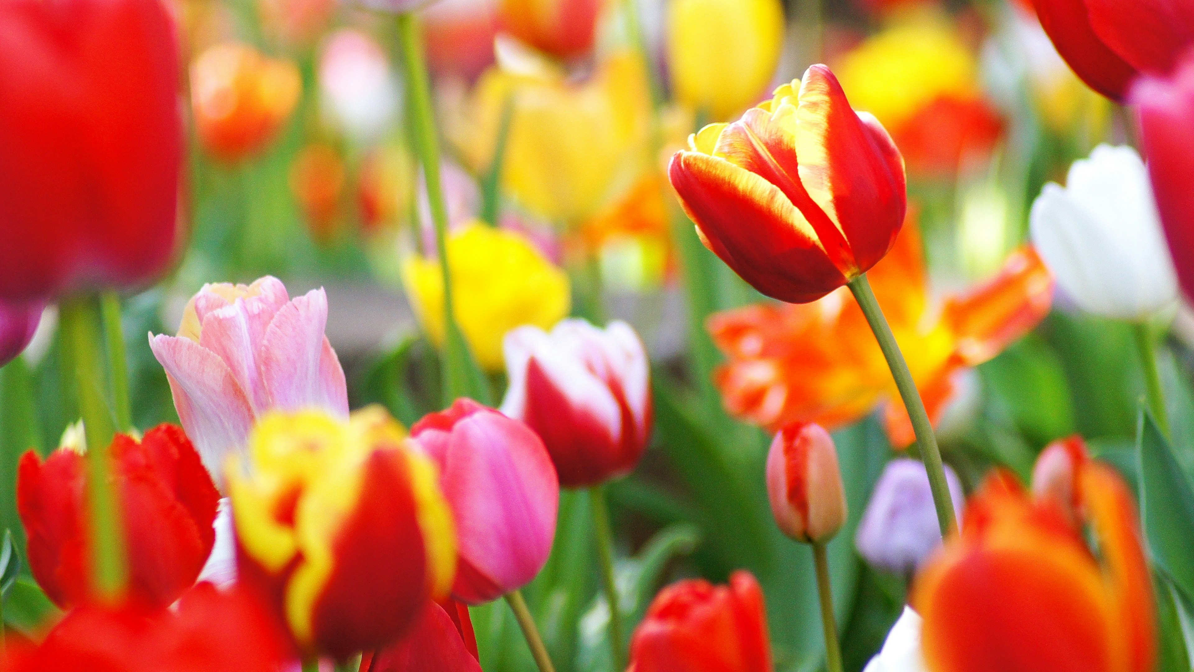 Close-up of a vibrant tulip field with various colors