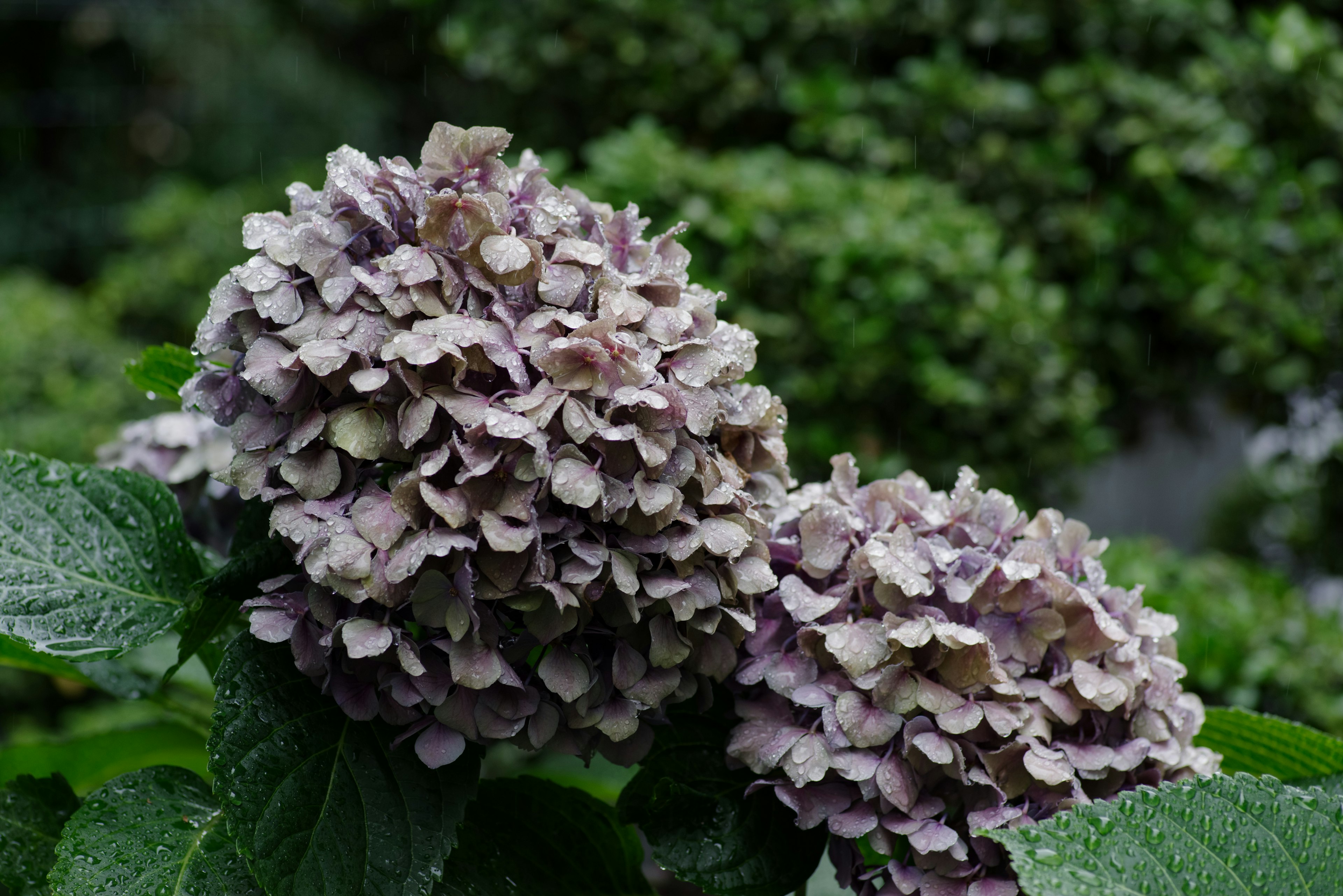 Flores de hortensia en tonos de púrpura rodeadas de follaje verde