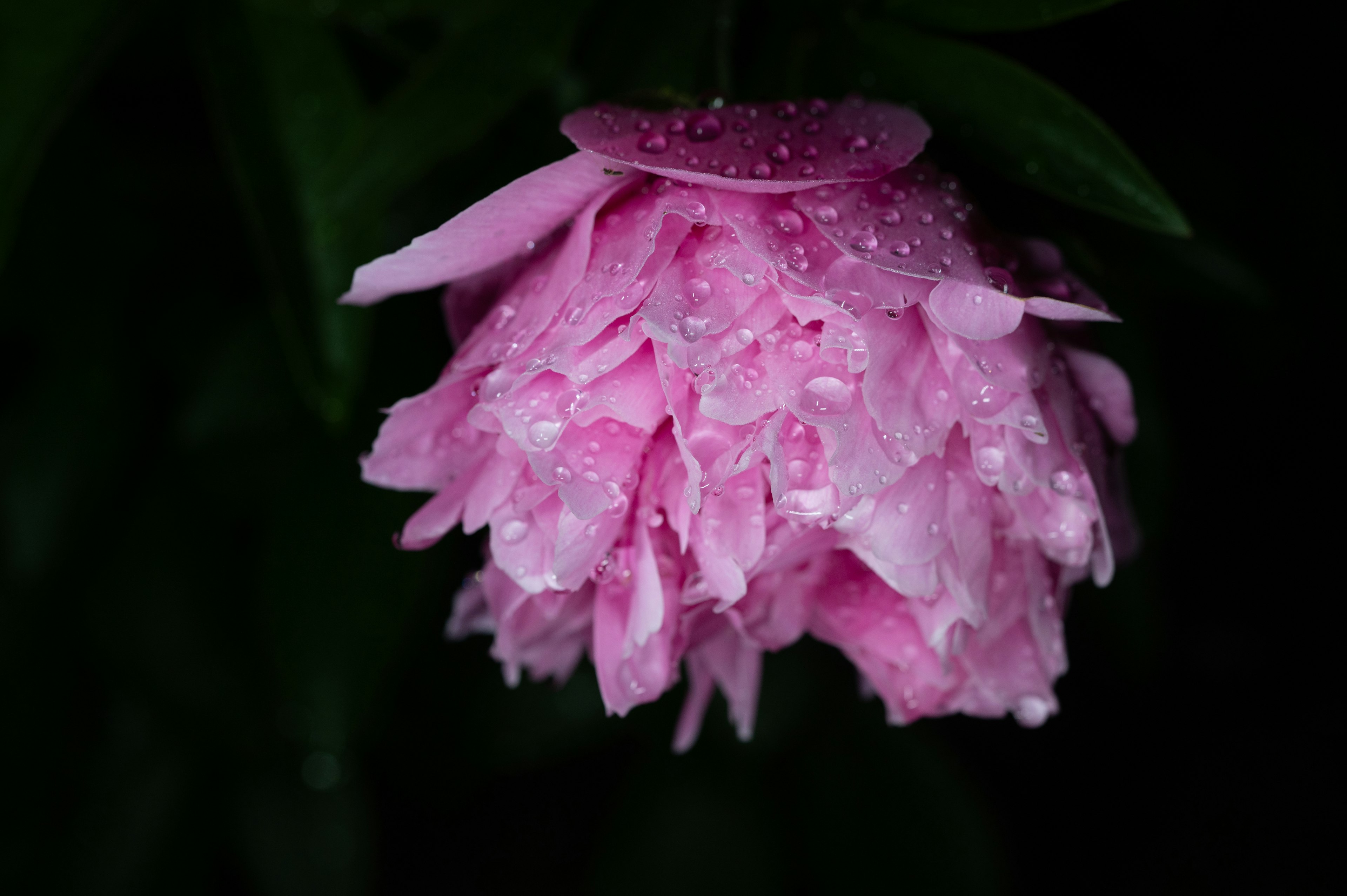 Rosa Blume mit Tauperlen auf den Blütenblättern vor dunklem Hintergrund