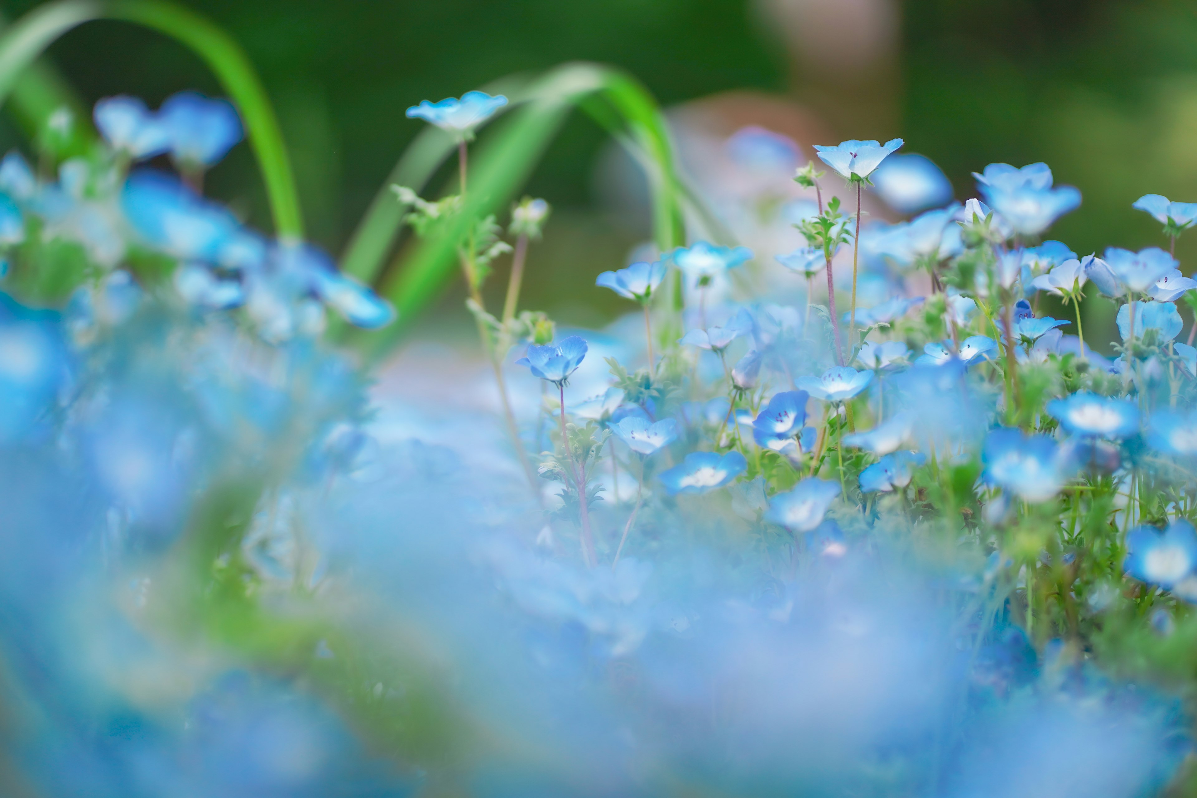 青い花が咲いている美しい風景が広がる