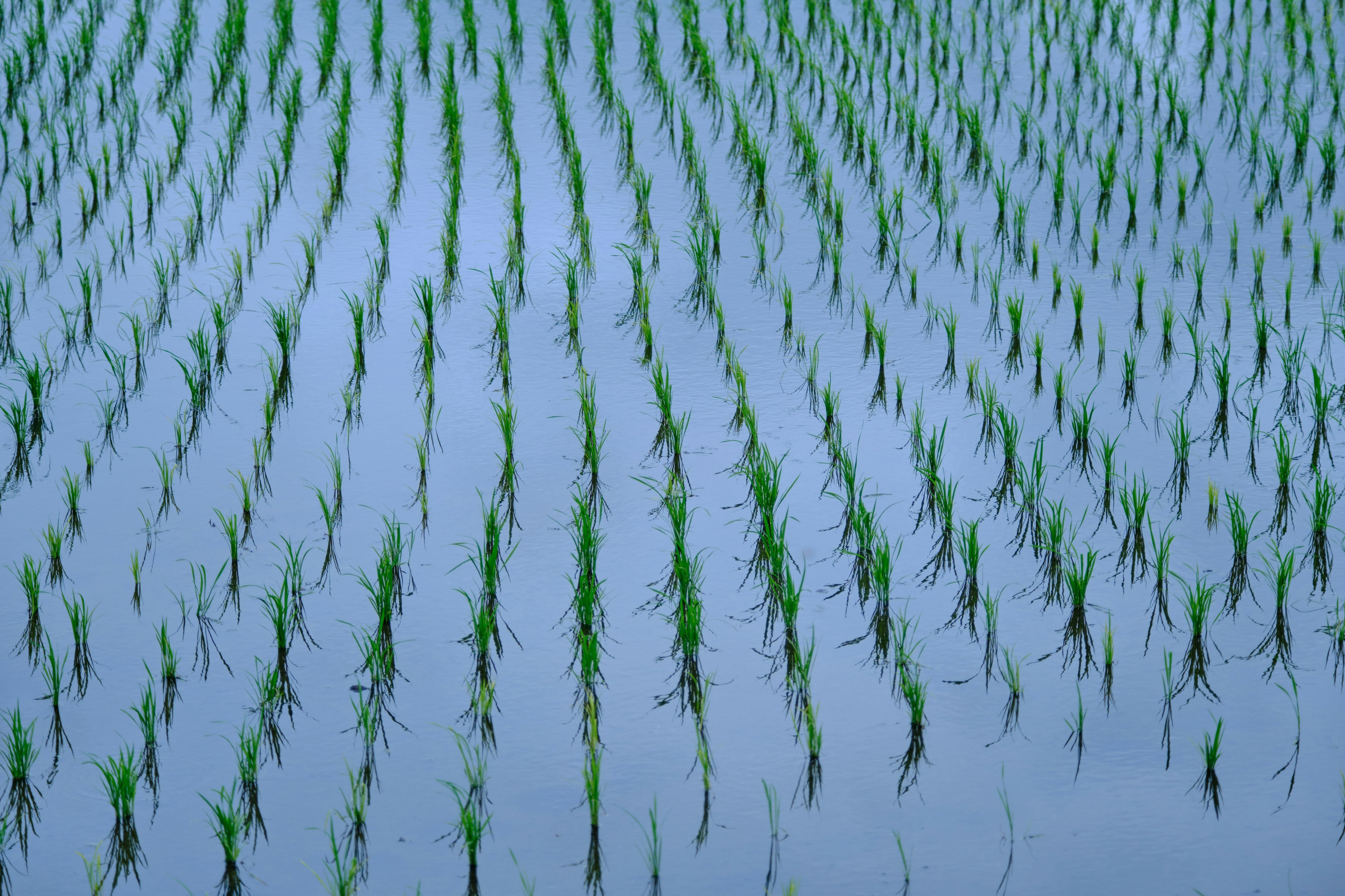 Pemandangan sawah dengan tunas hijau tersusun rapi di latar belakang biru