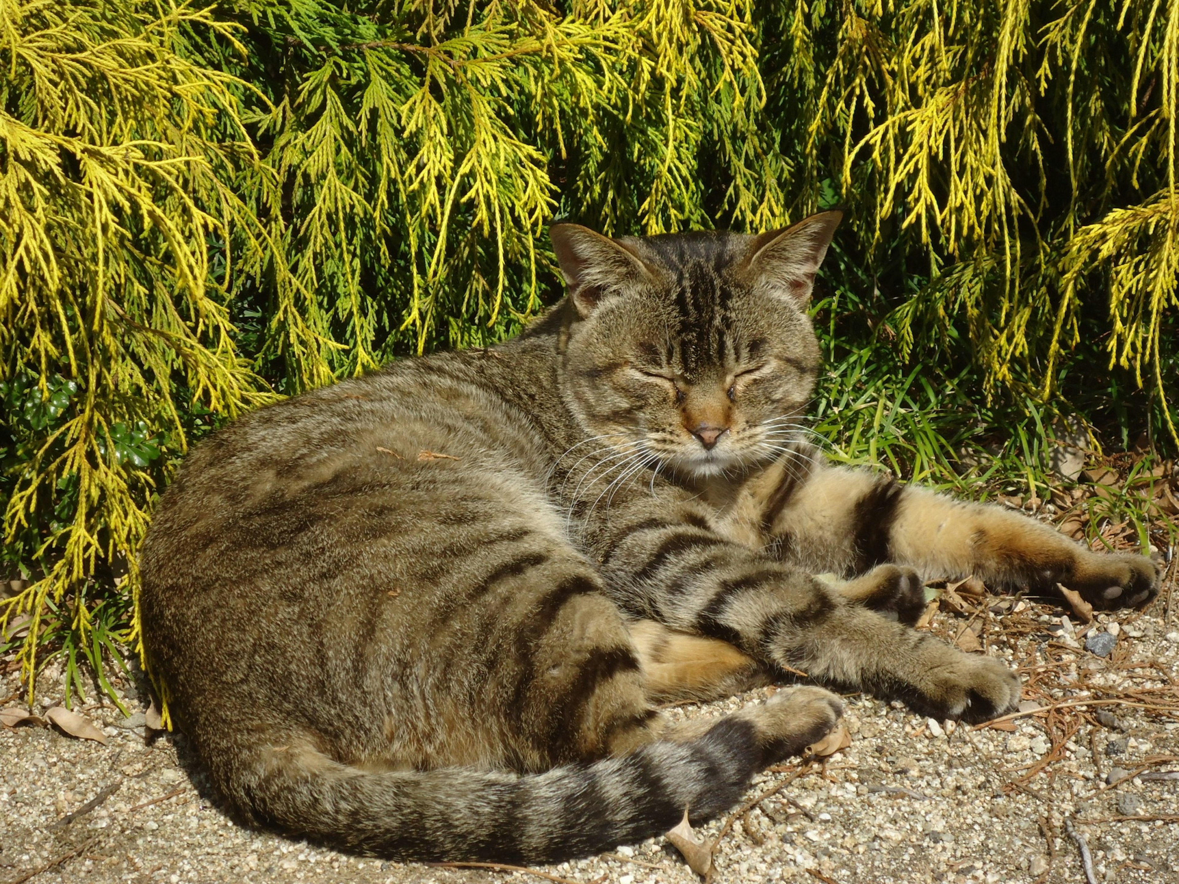 緑の背景の前でくつろぐ縞模様の猫