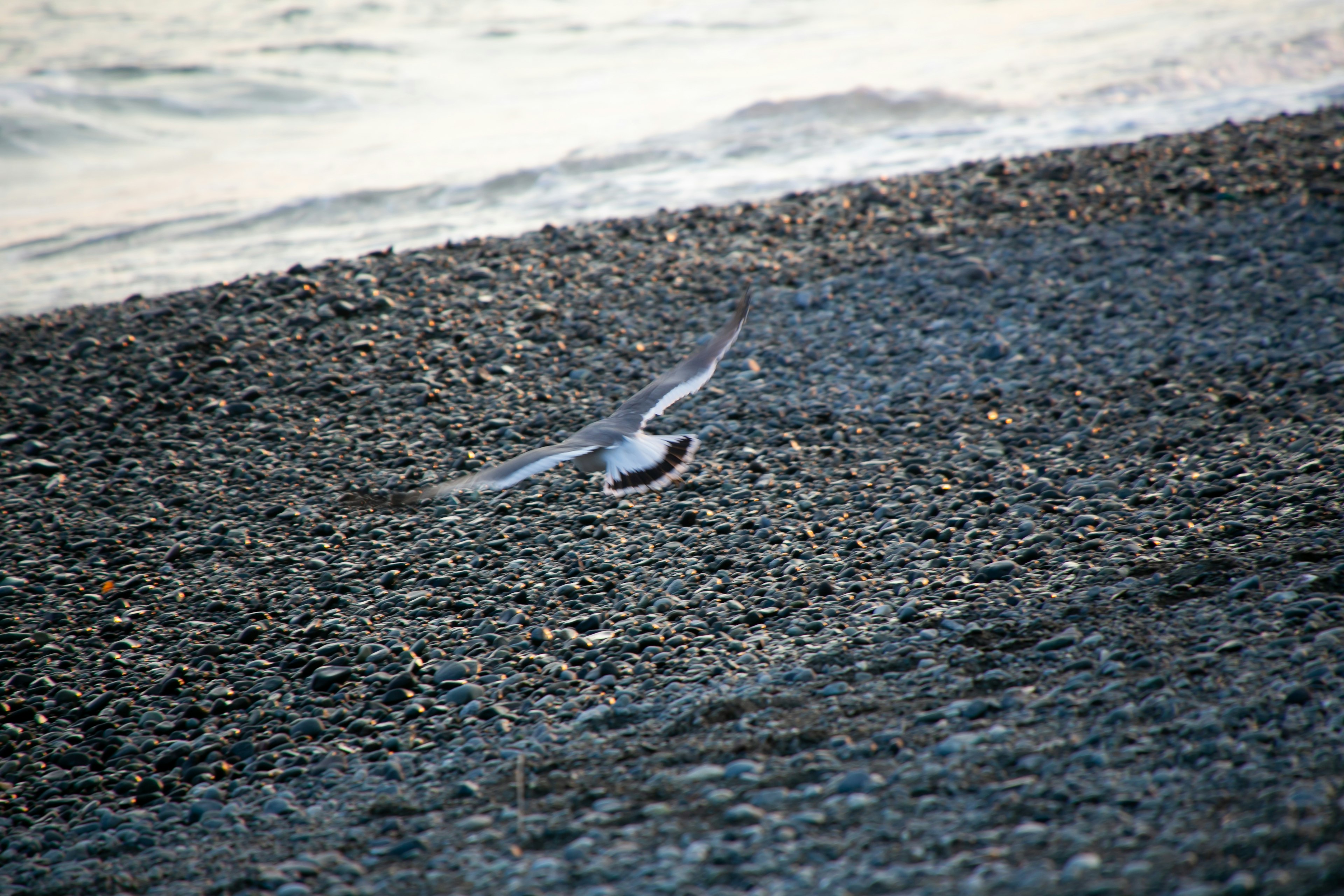 海岸の砂利の上を飛ぶ鳥の姿