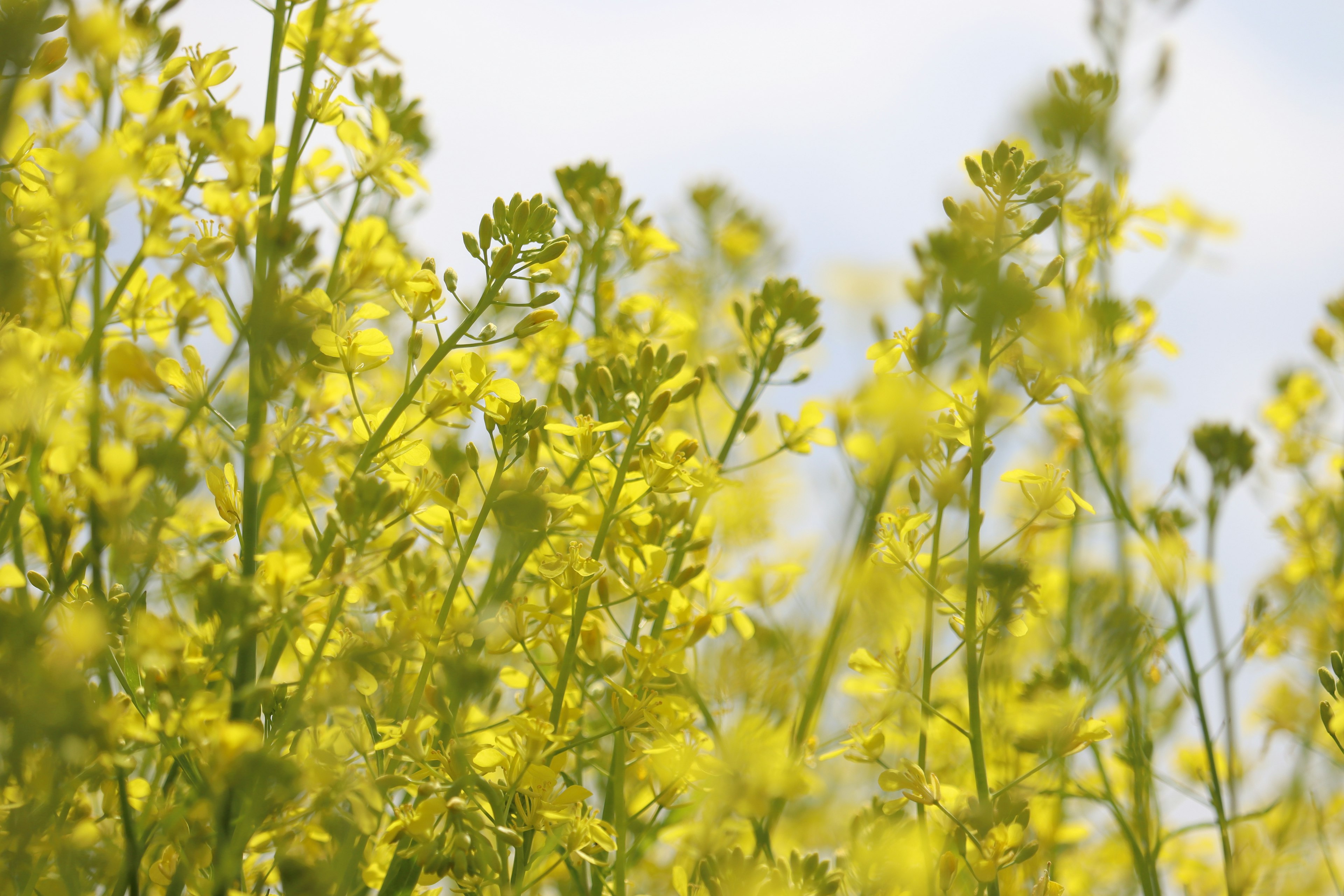 Acercamiento a un campo de flores amarillas