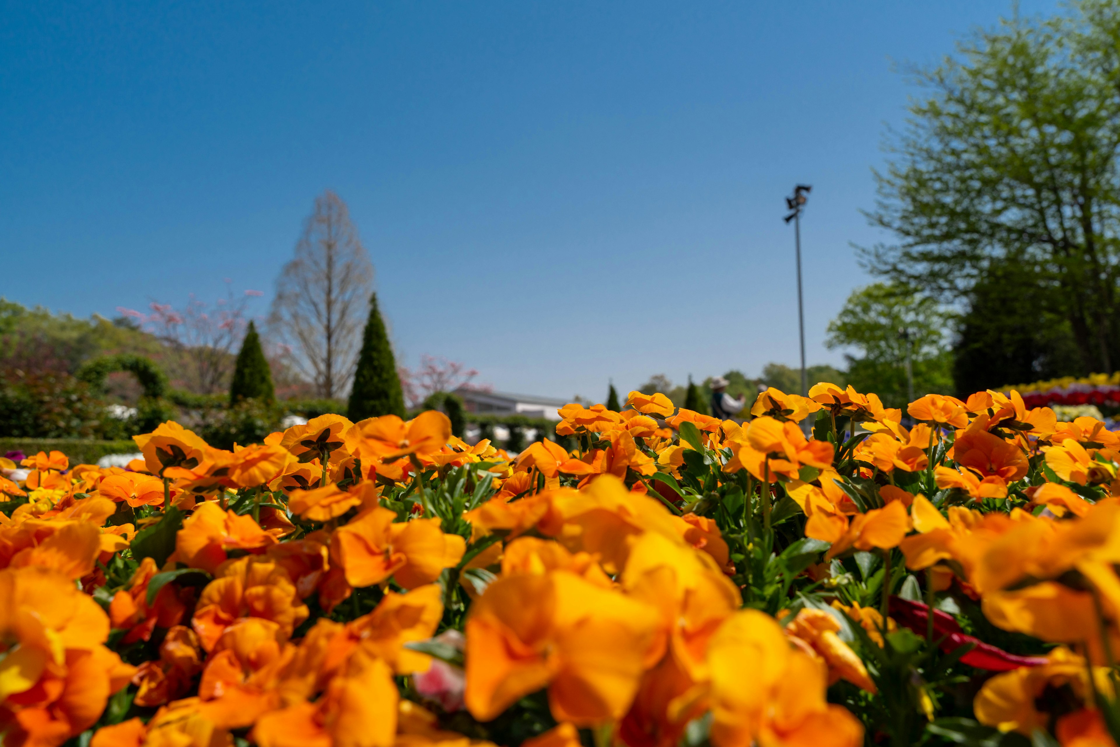 Fleurs orange vibrantes sous un ciel bleu clair