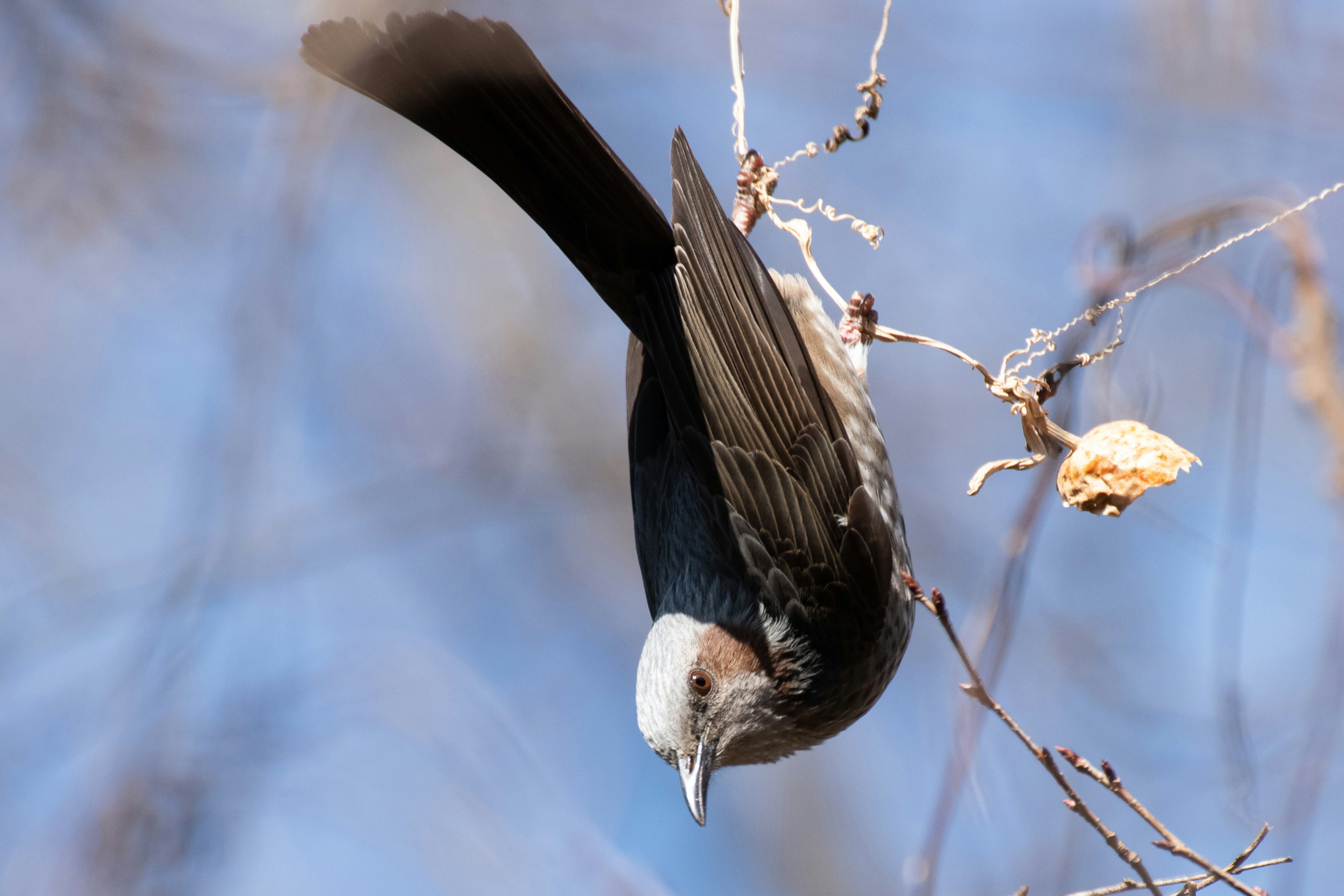 一隻黑白鳥倒掛在樹枝上