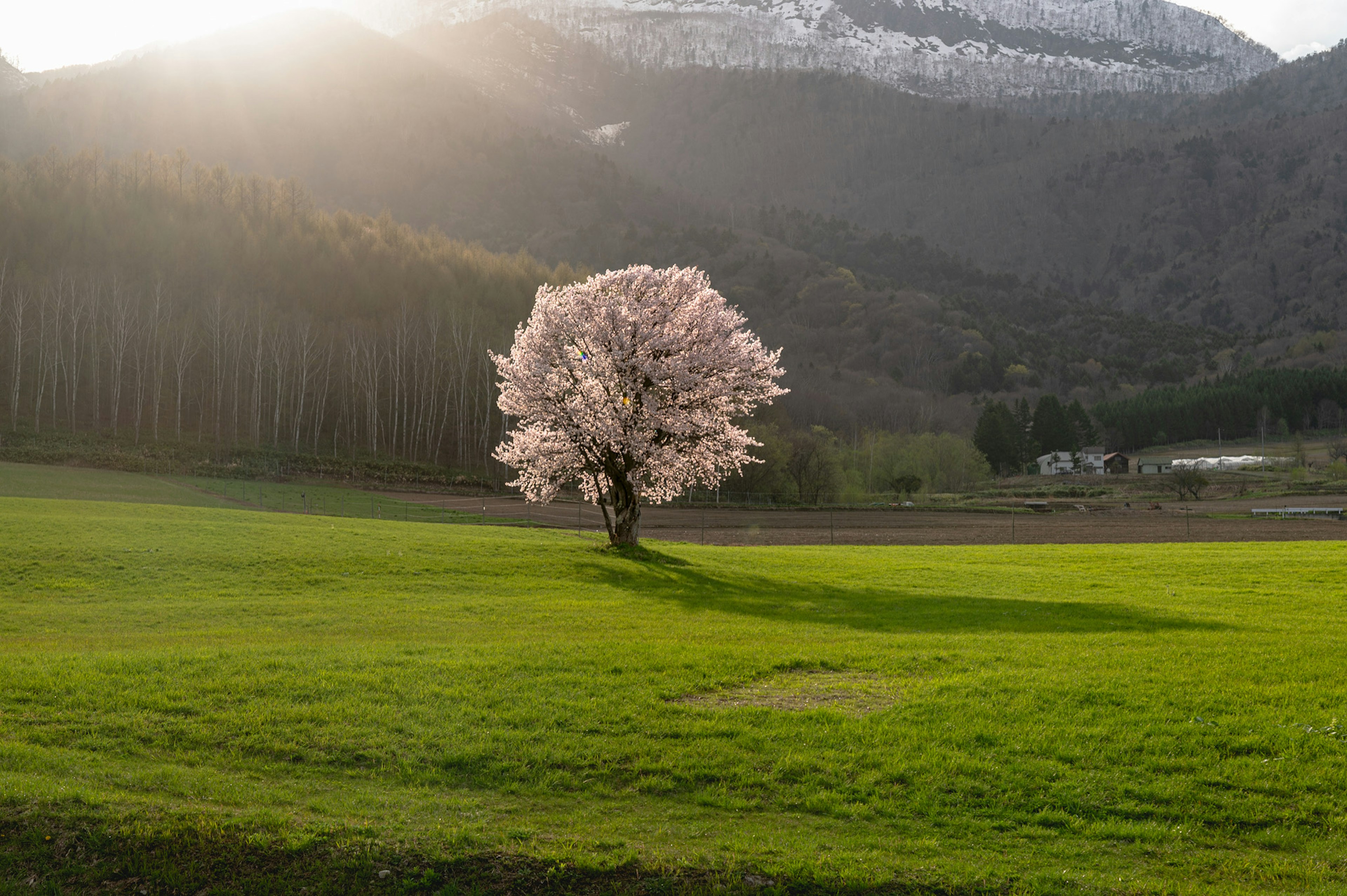 Un bell'albero di ciliegio in fiore si erge su un prato verde