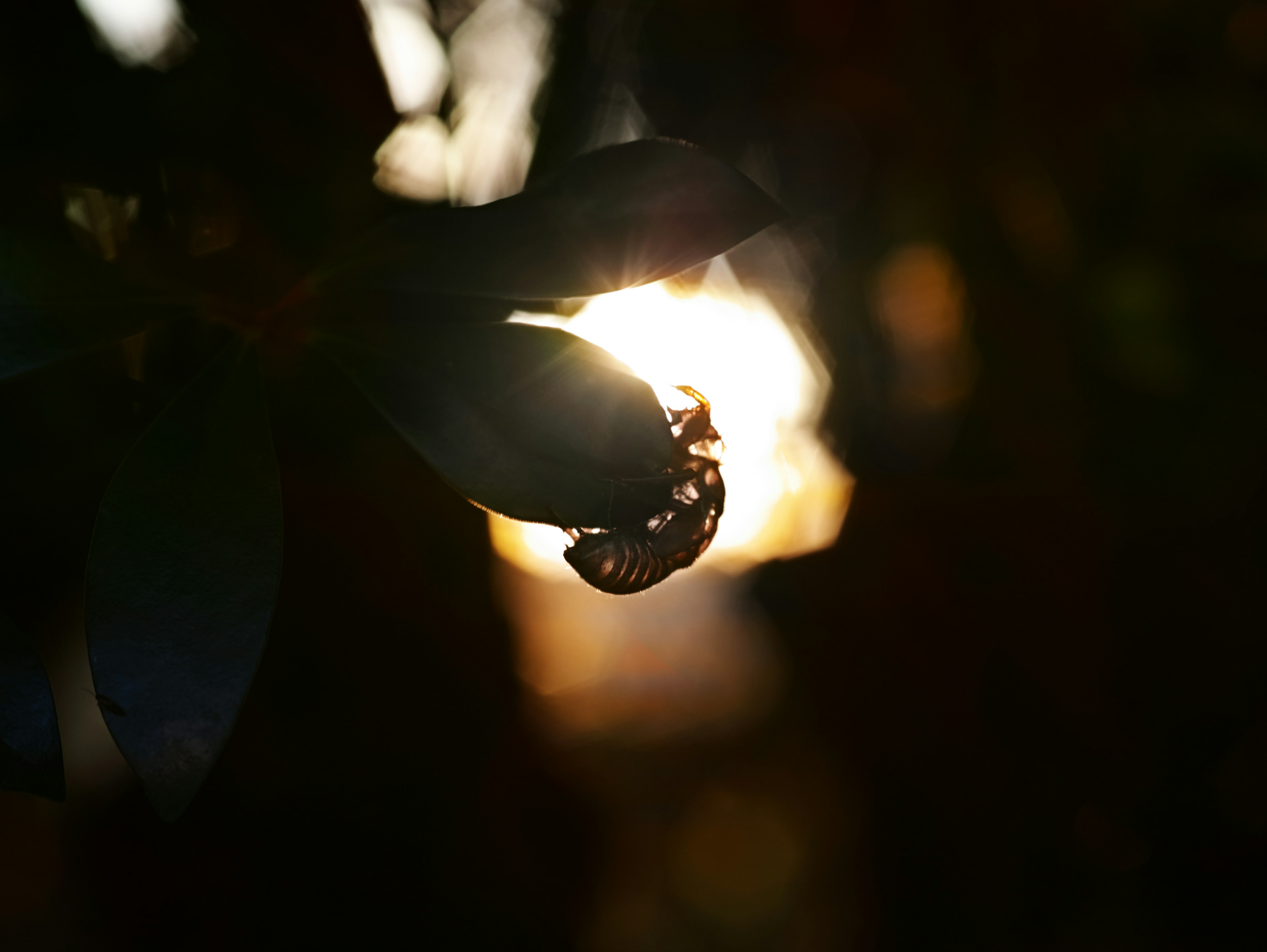 Silhouette of leaves with a water droplet against a sunset background