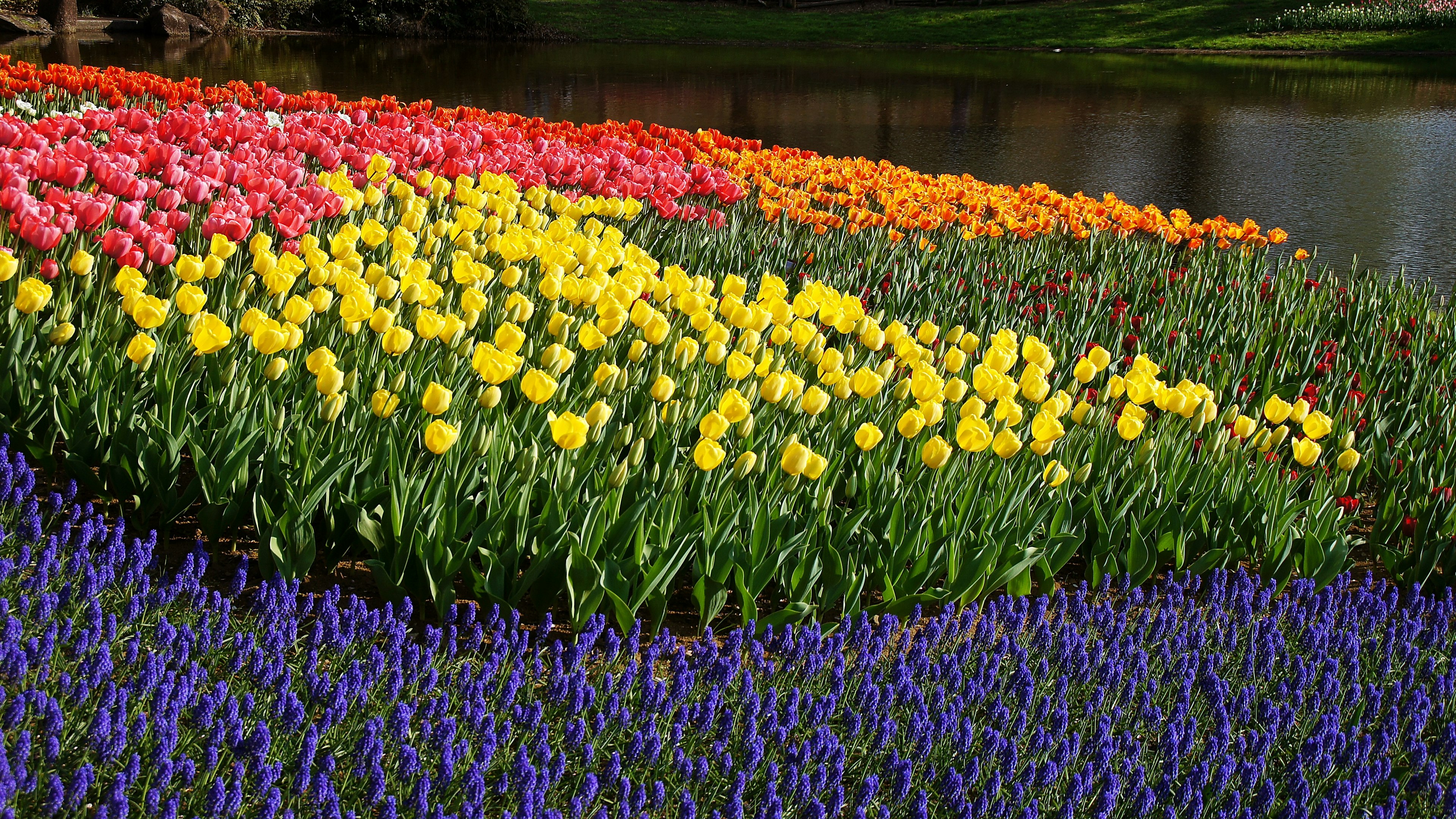 Des tulipes colorées et des muscari fleurissant dans un beau parterre de fleurs