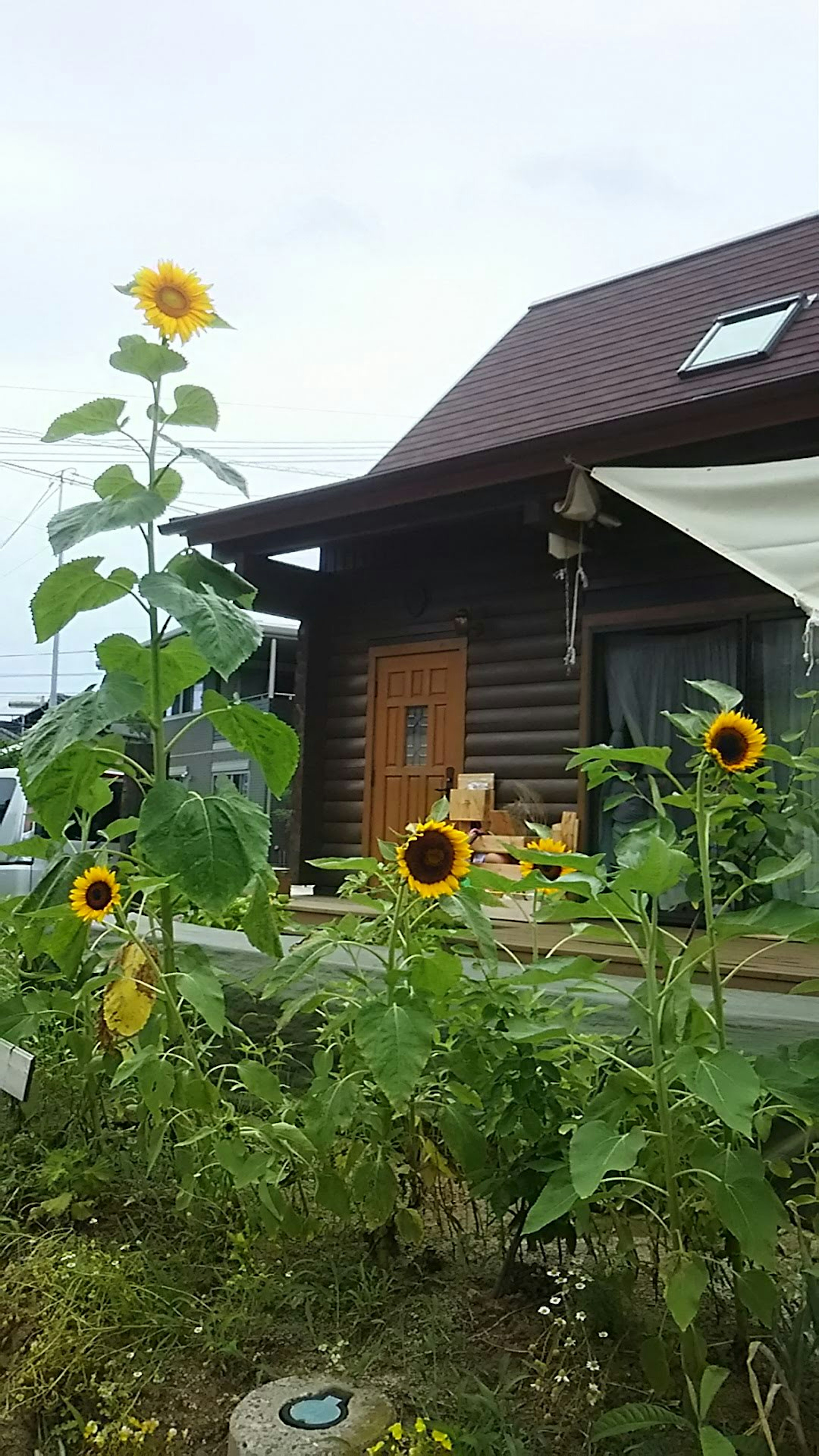 Sunflowers in front of a wooden house with a brown roof