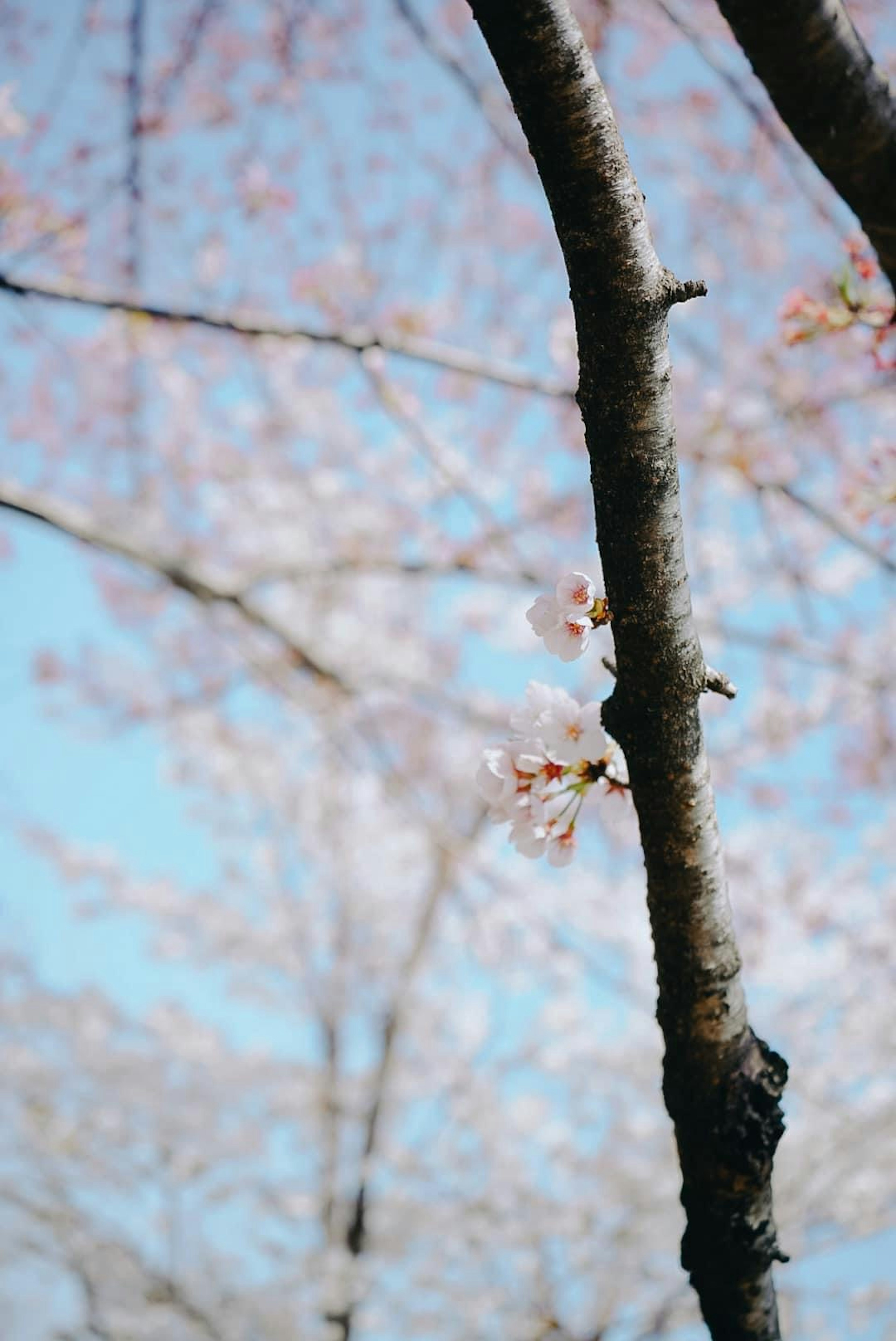 Kirschbaumzweig mit Blüten vor blauem Himmel