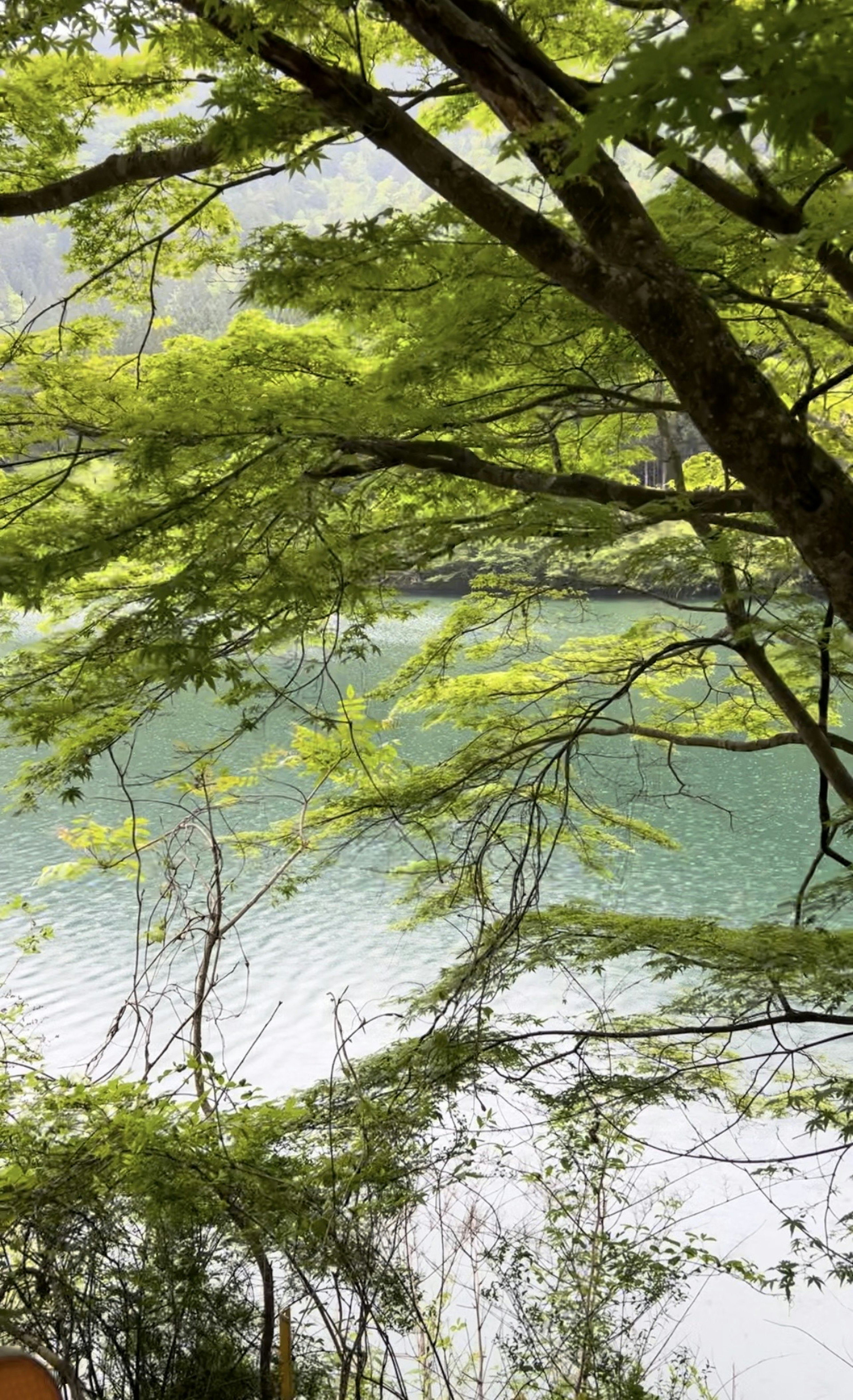 Lush green trees extending towards a serene body of water